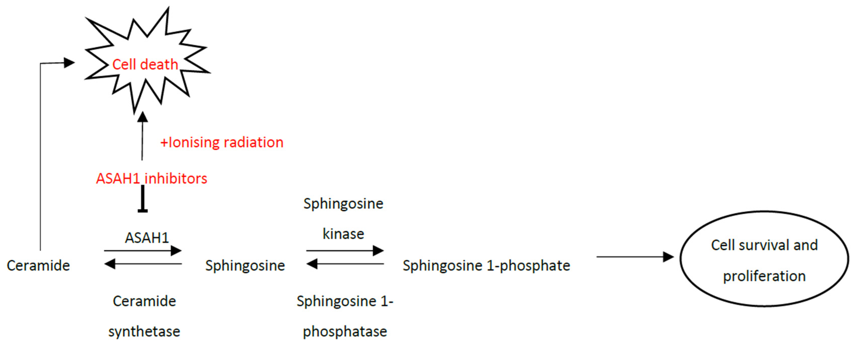 Cells 09 02693 g007 Cells 09 02693 g007