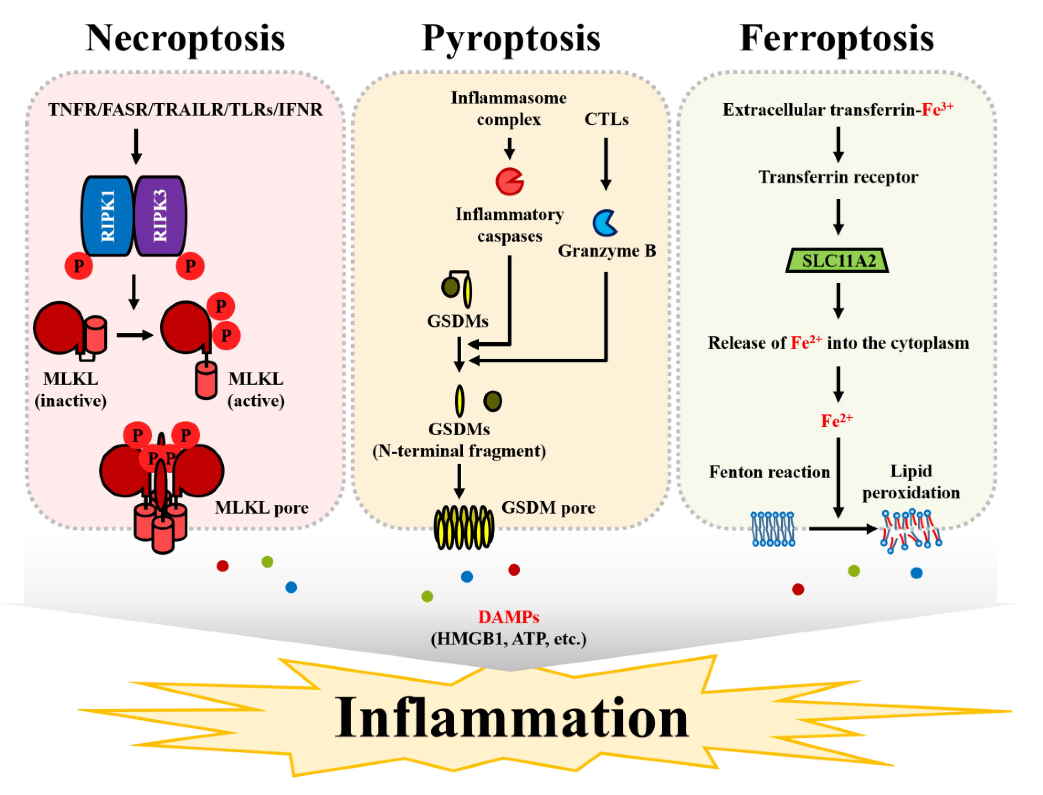 Cells 09 02709 g002 Cells 09 02709 g002