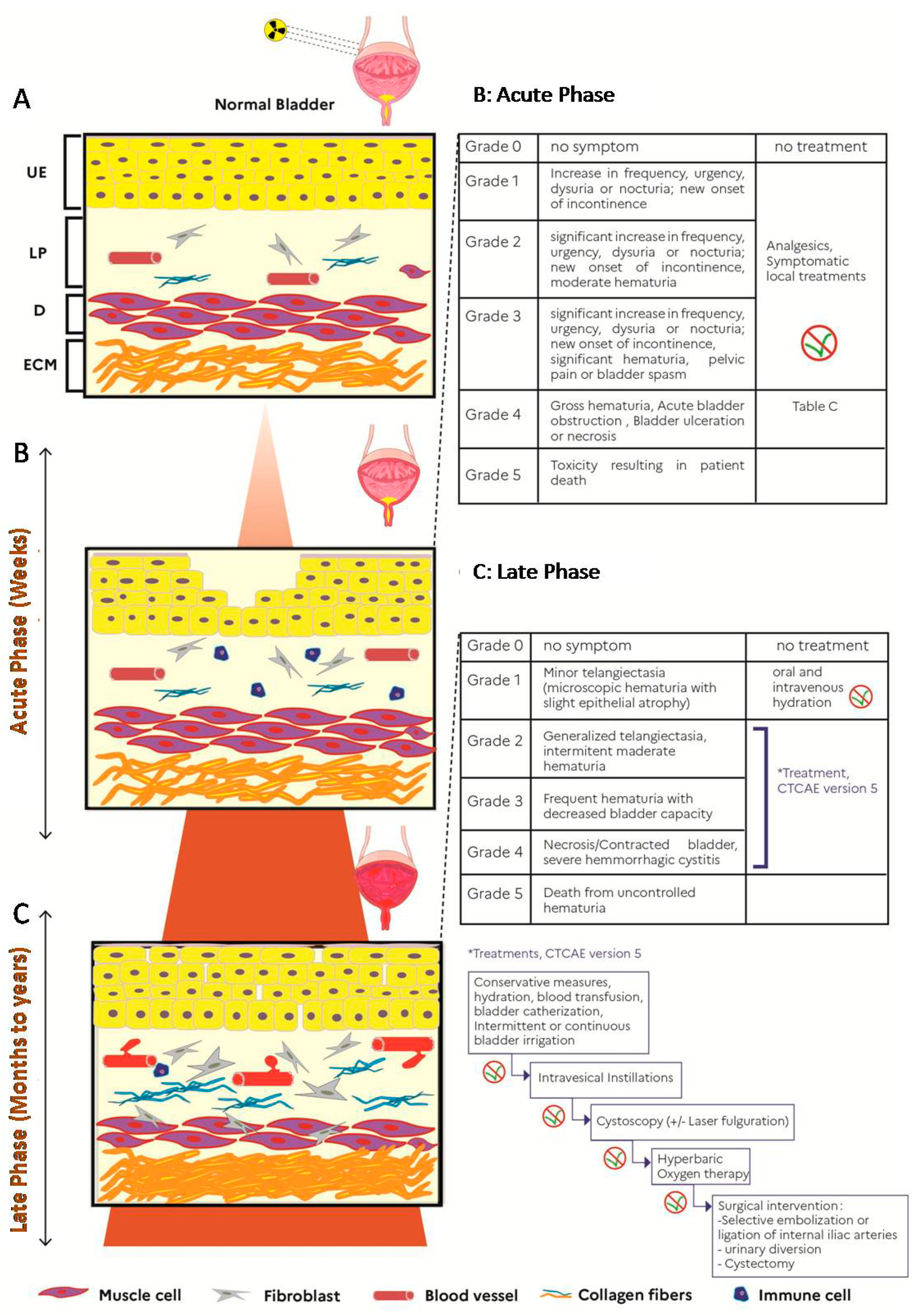Cells 10 00021 g001 Cells 10 00021 g001