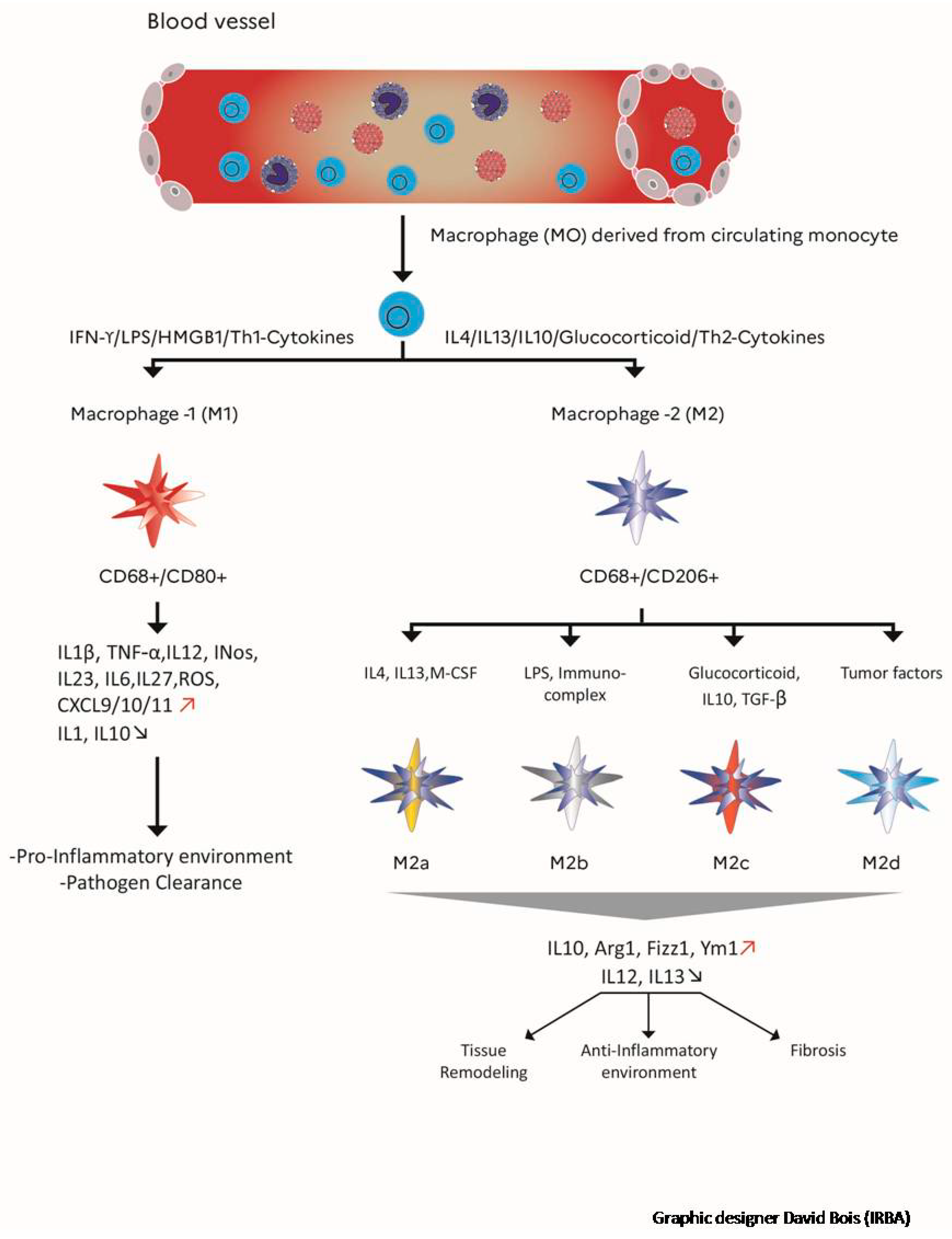 Cells 10 00021 g002 Cells 10 00021 g002