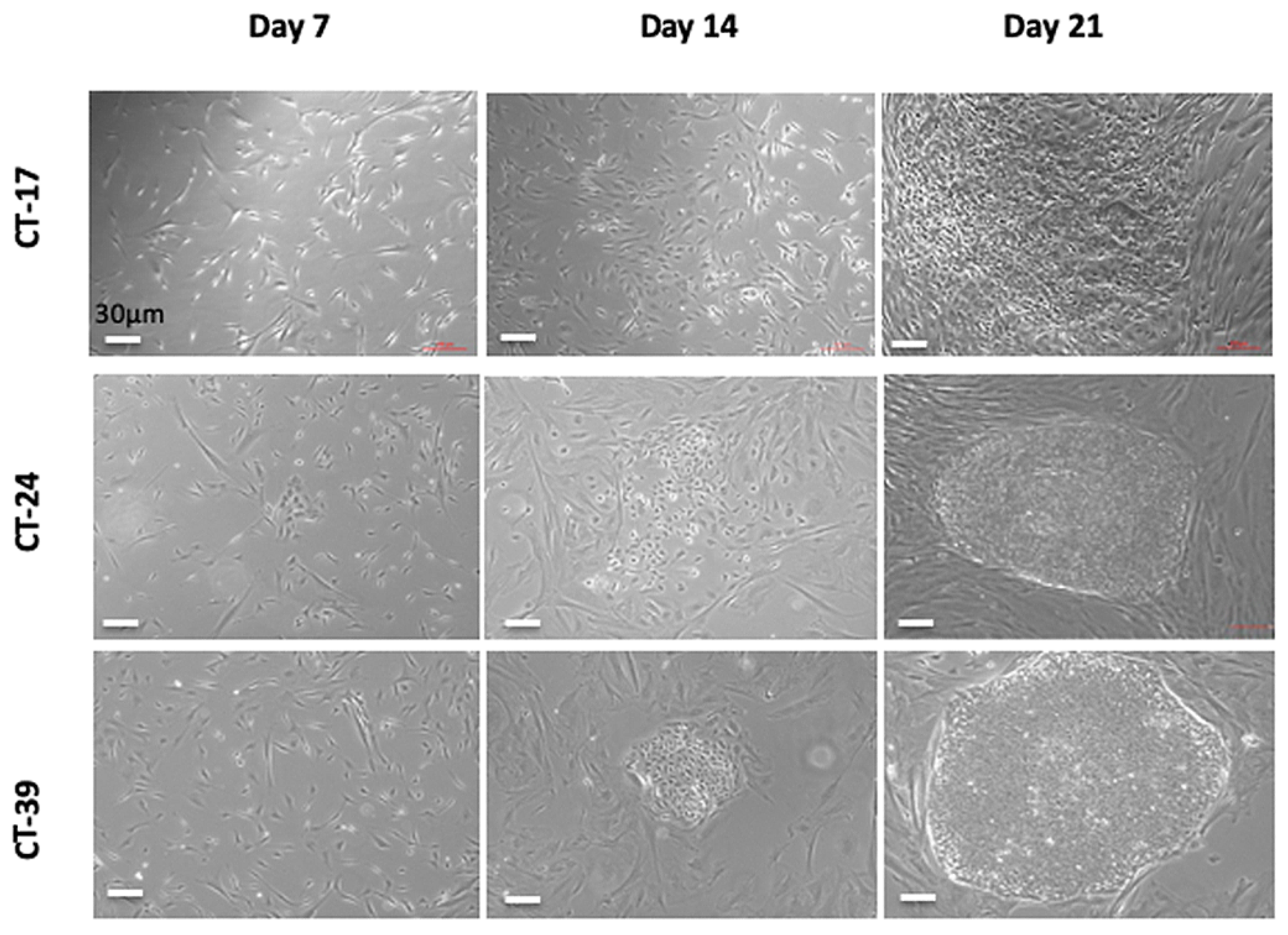 Cells 10 00049 g002 Cells 10 00049 g002
