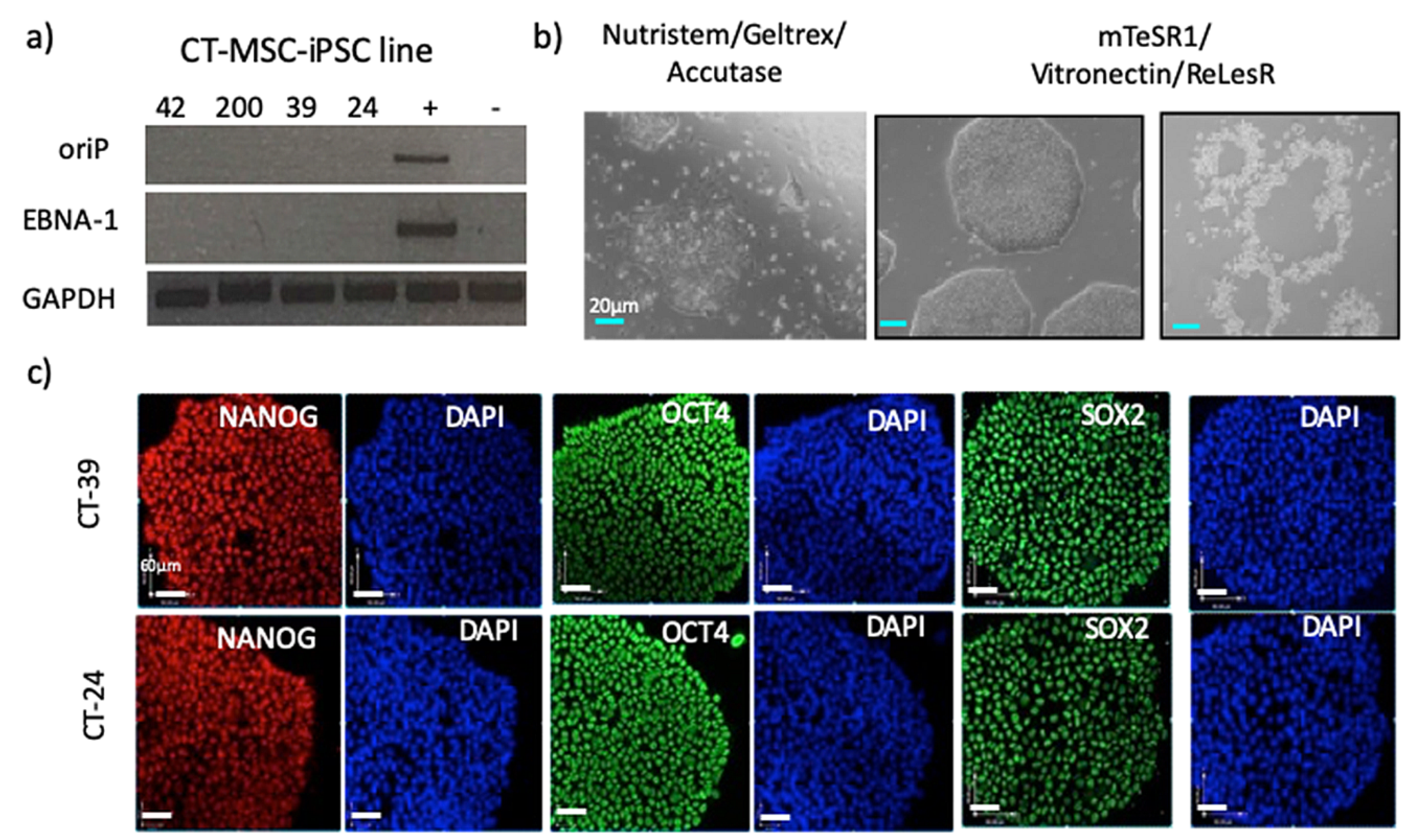 Cells 10 00049 g003 Cells 10 00049 g003