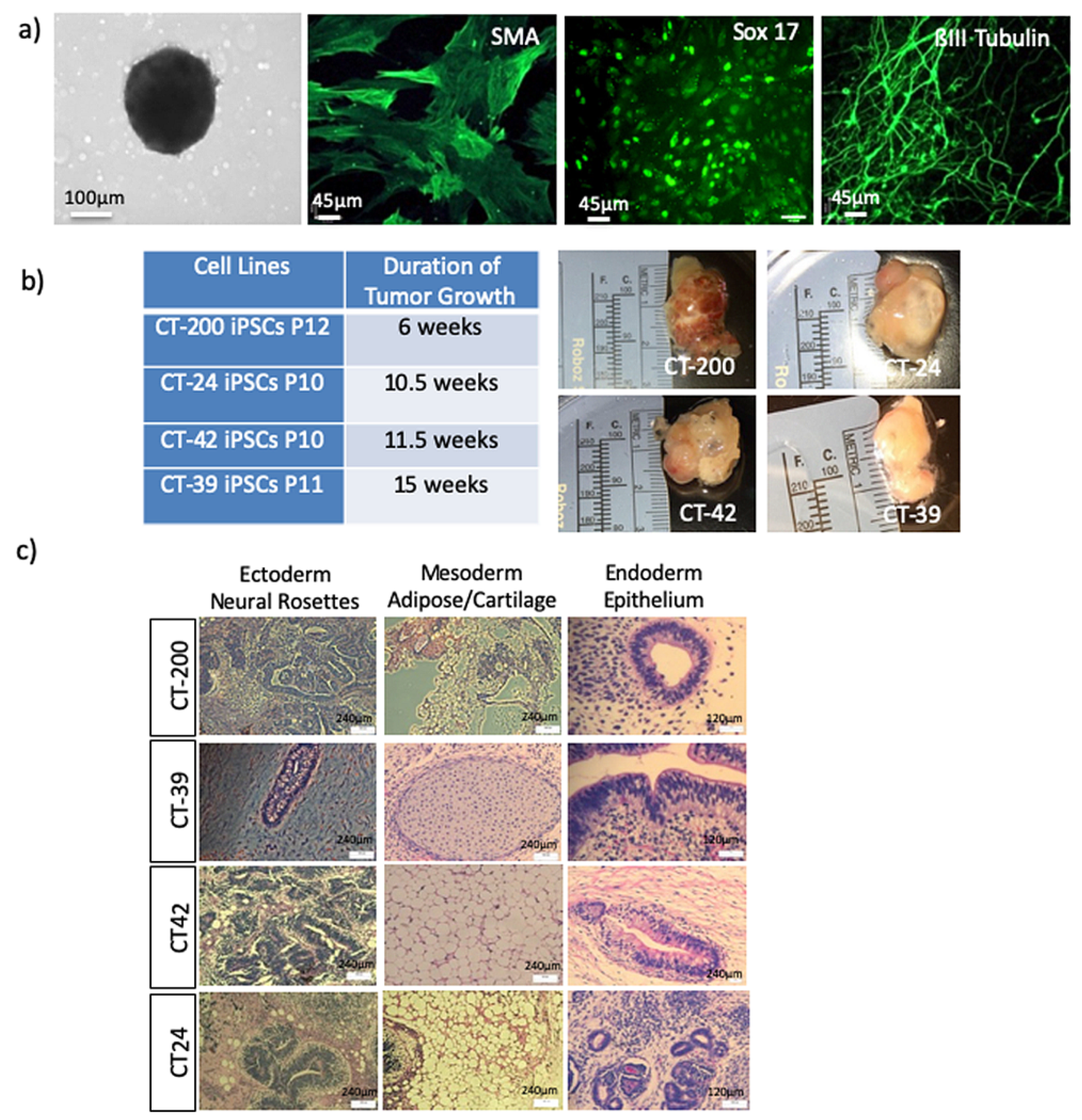 Cells 10 00049 g004 Cells 10 00049 g004