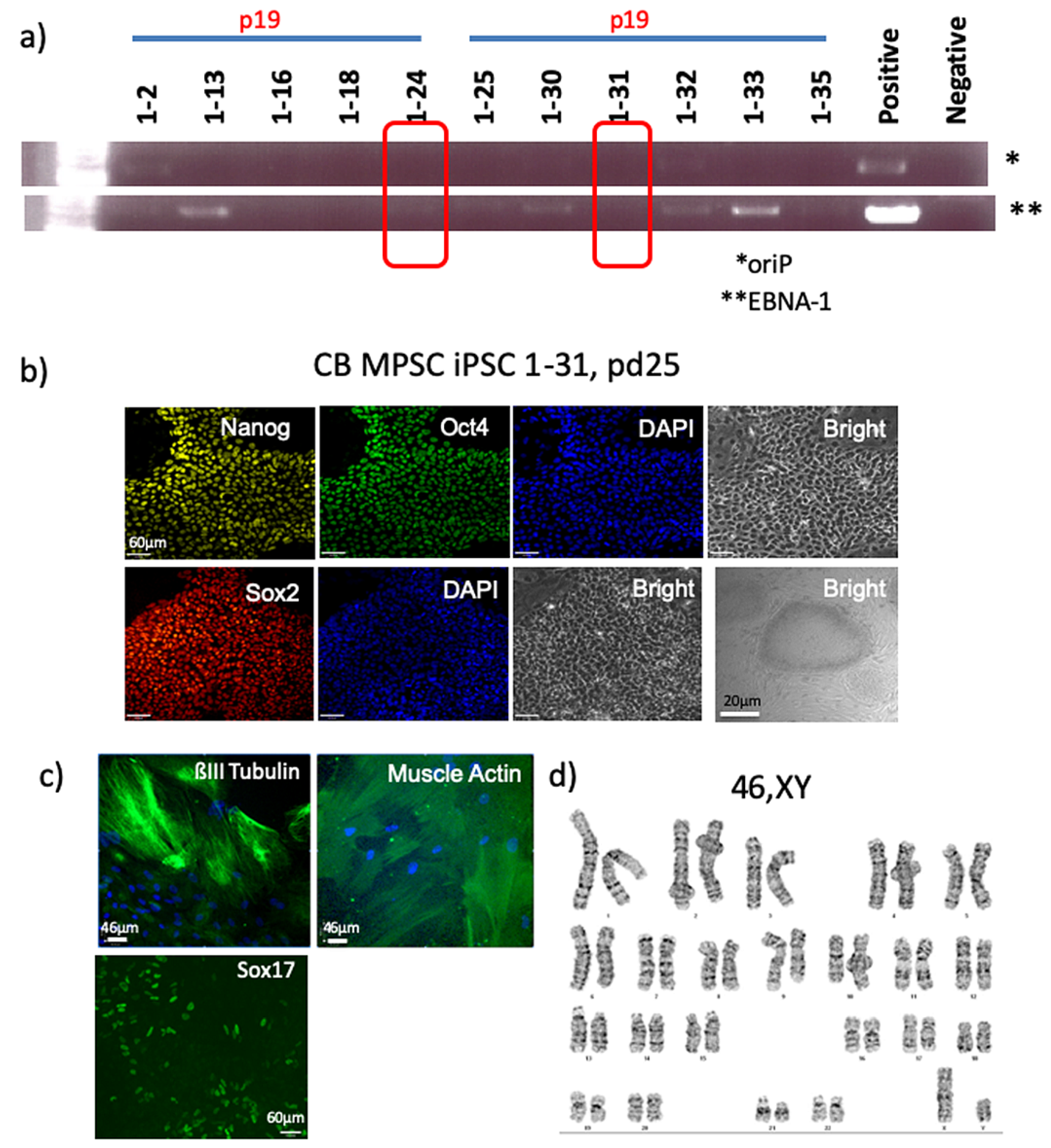 Cells 10 00049 g006 Cells 10 00049 g006