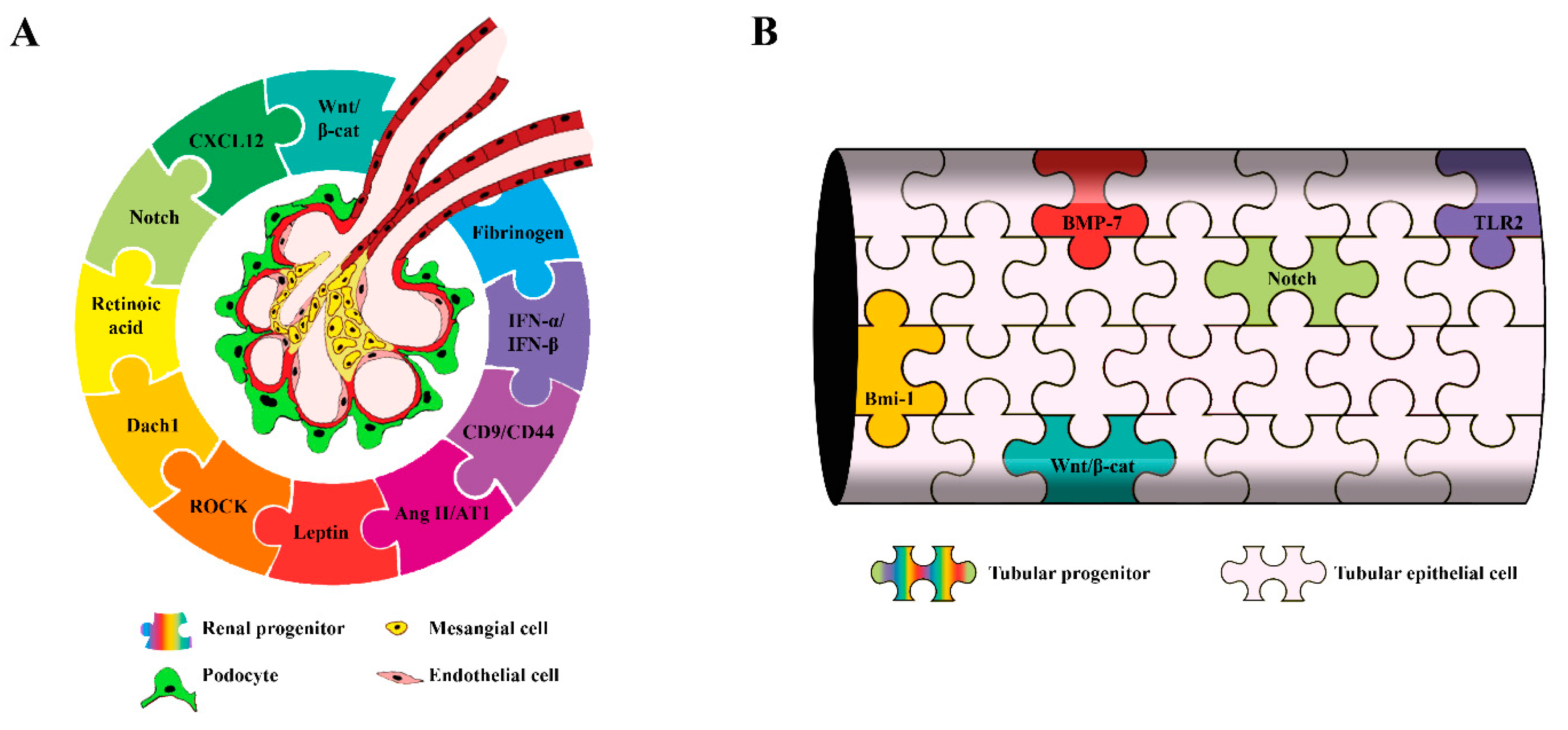 Cells 10 00059 g001
