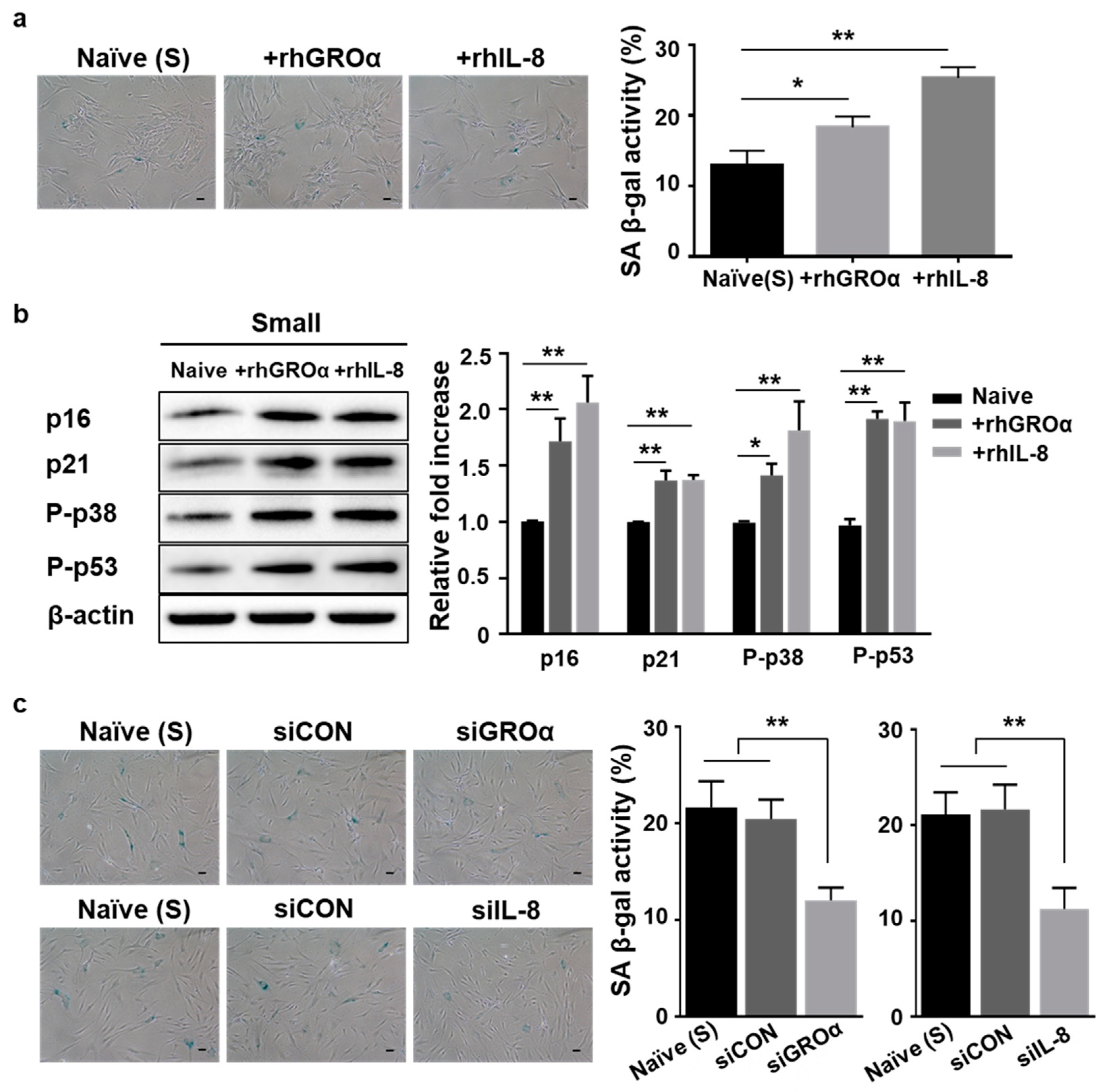 Cells 10 00063 g003 Cells 10 00063 g003