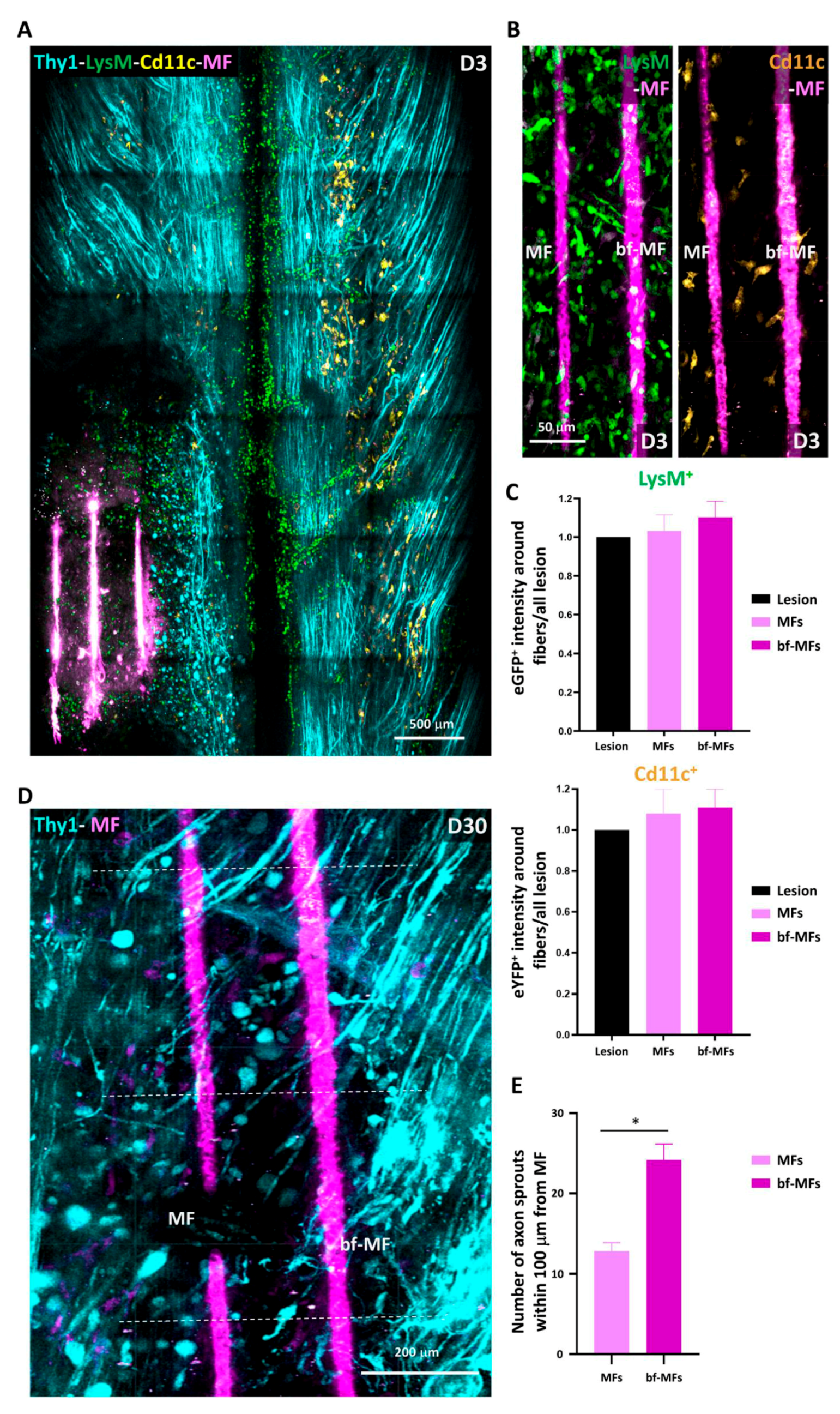 Cells 10 00073 g006 Cells 10 00073 g006