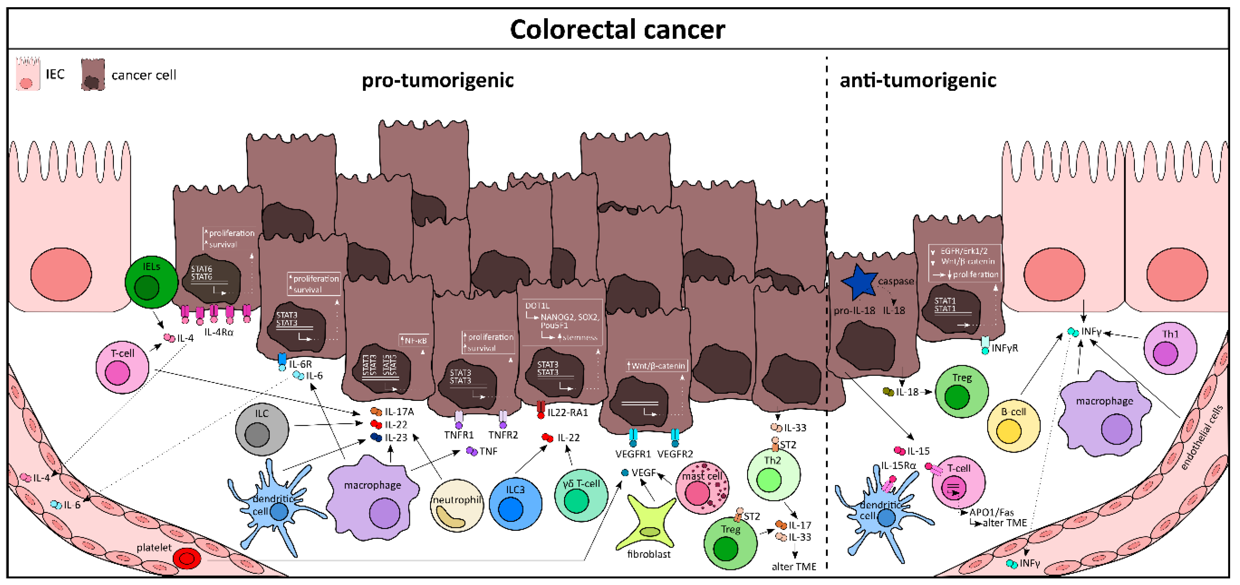 Cells 10 00111 g004 Cells 10 00111 g004