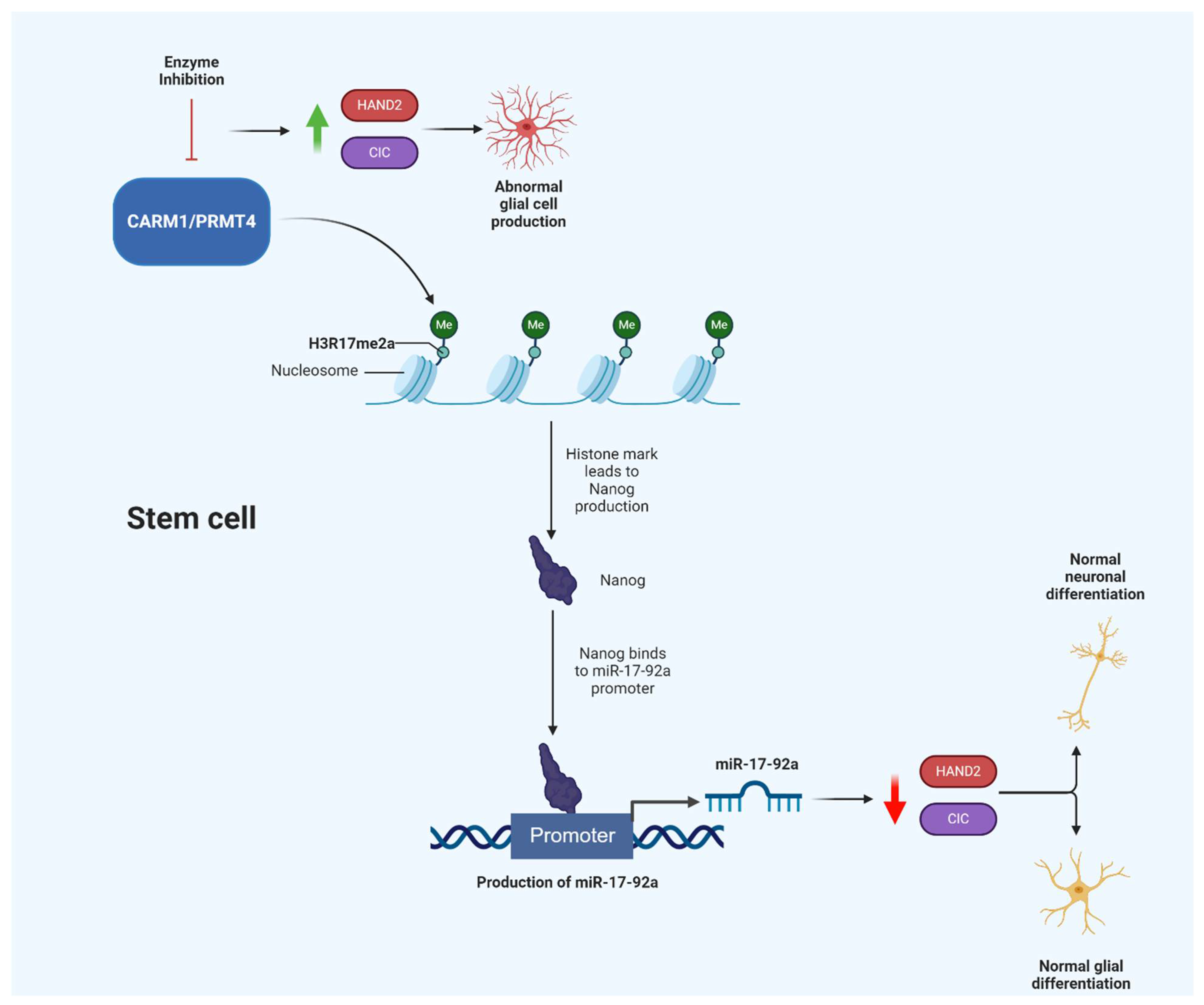 Cells 10 00124 g002 Cells 10 00124 g002