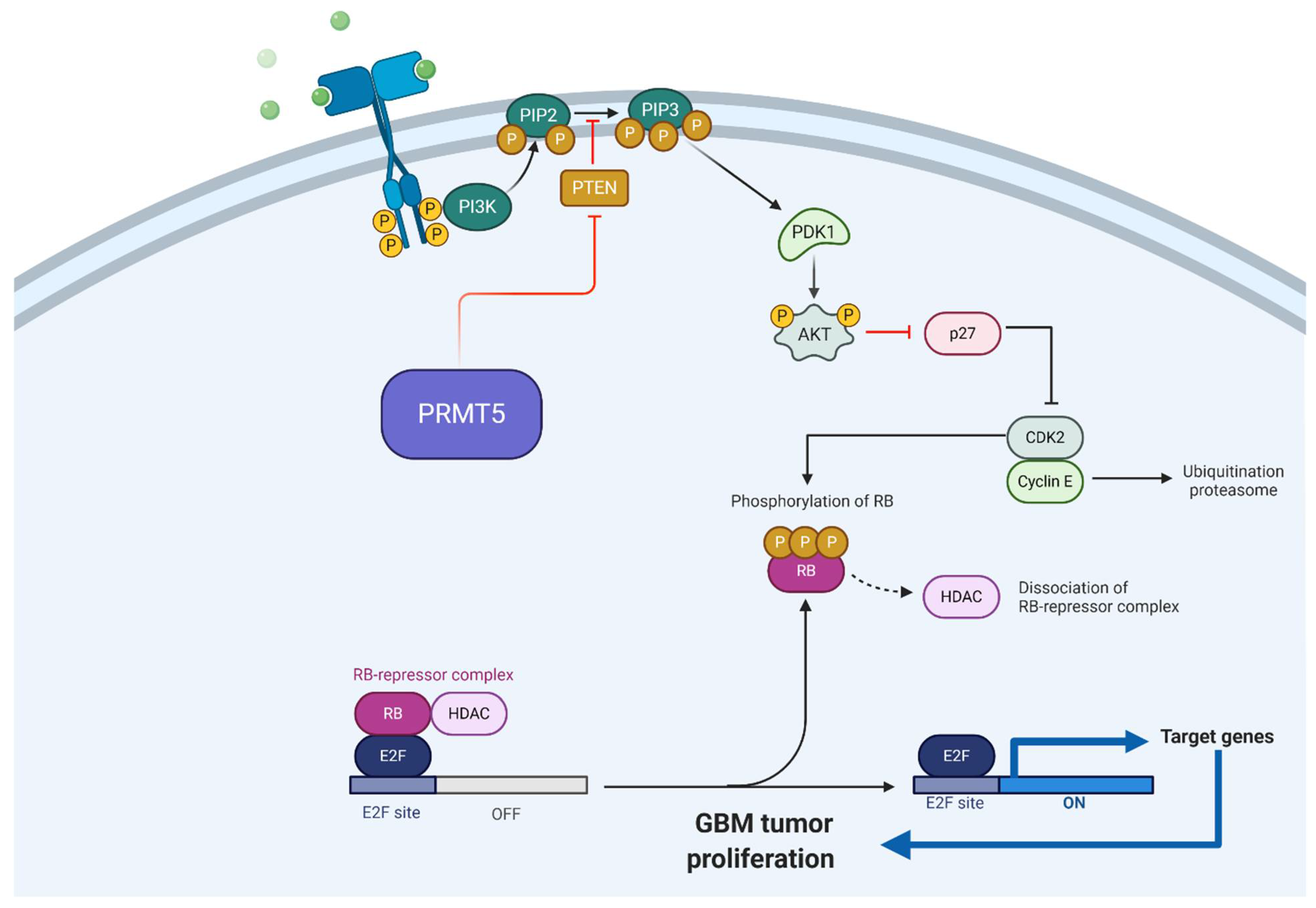 Cells 10 00124 g003 Cells 10 00124 g003