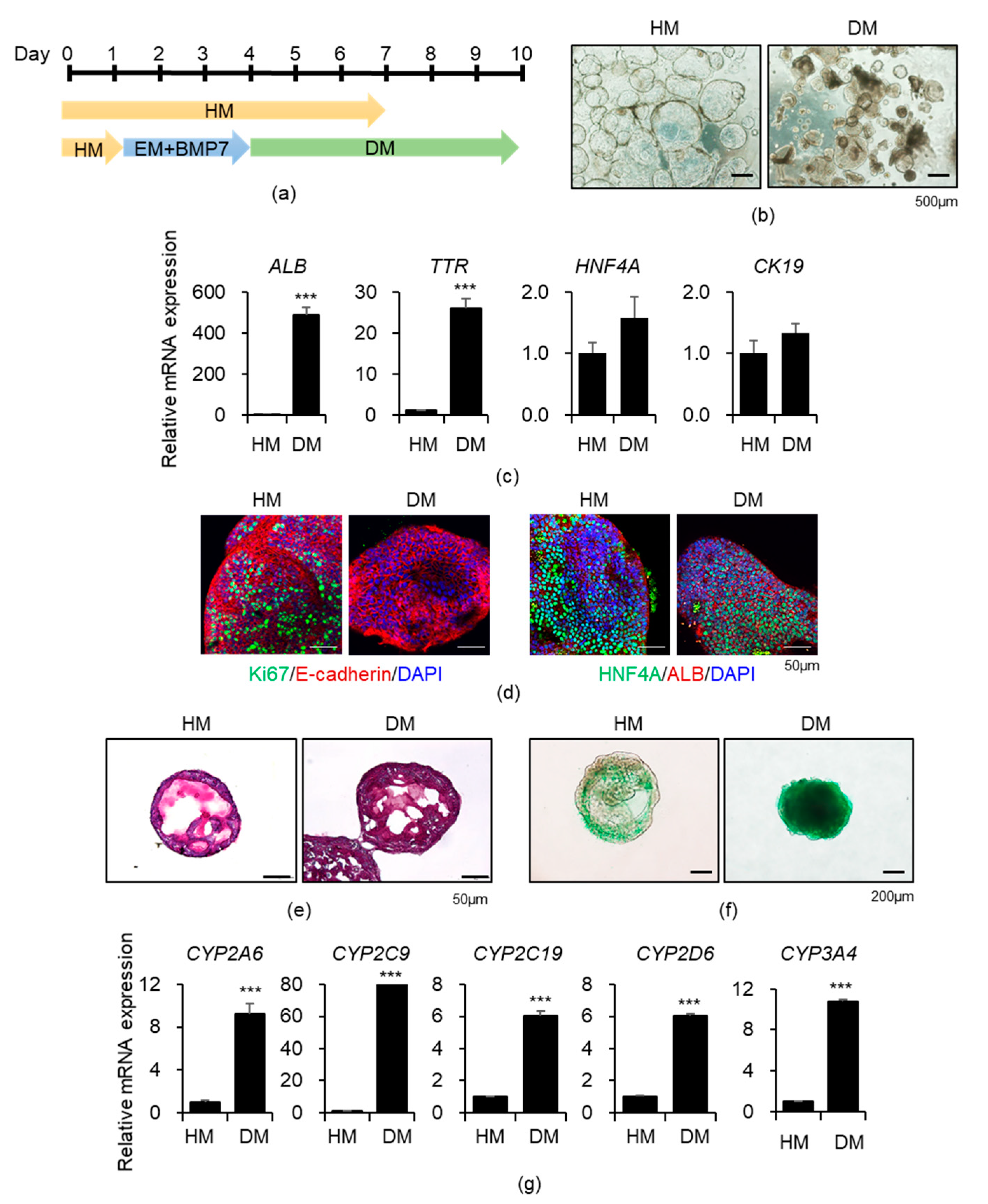 Cells 10 00126 g001 Cells 10 00126 g001