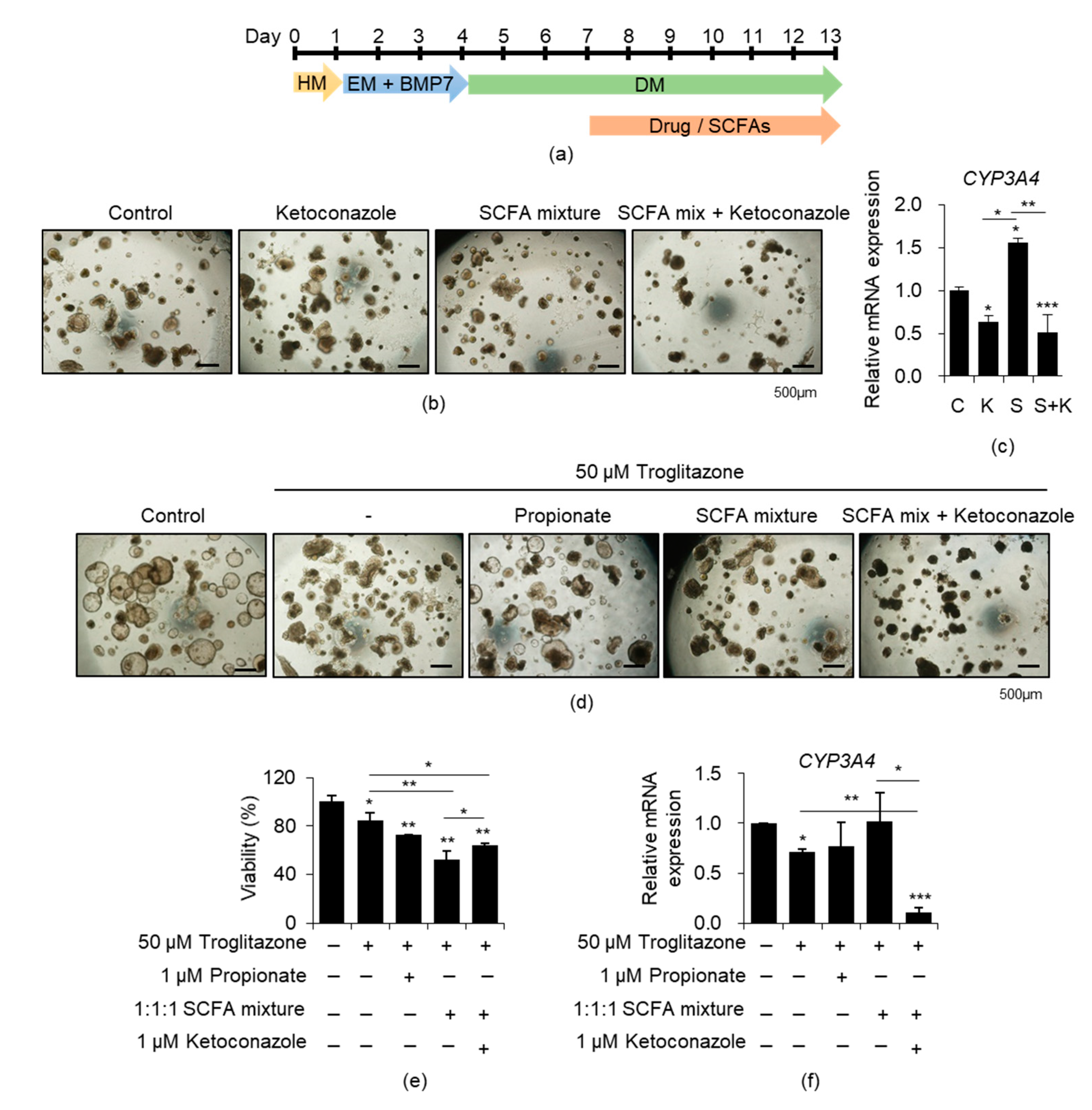 Cells 10 00126 g004 Cells 10 00126 g004