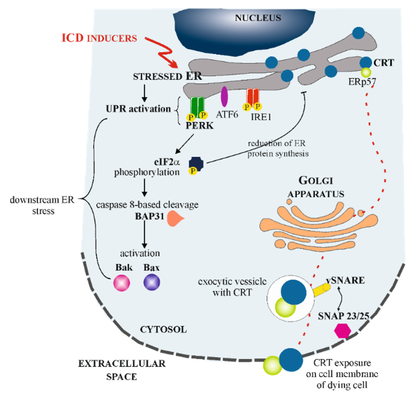 Cells 10 00130 g003 Cells 10 00130 g003