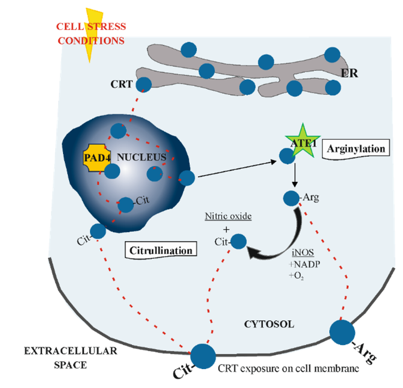 Cells 10 00130 g004 Cells 10 00130 g004