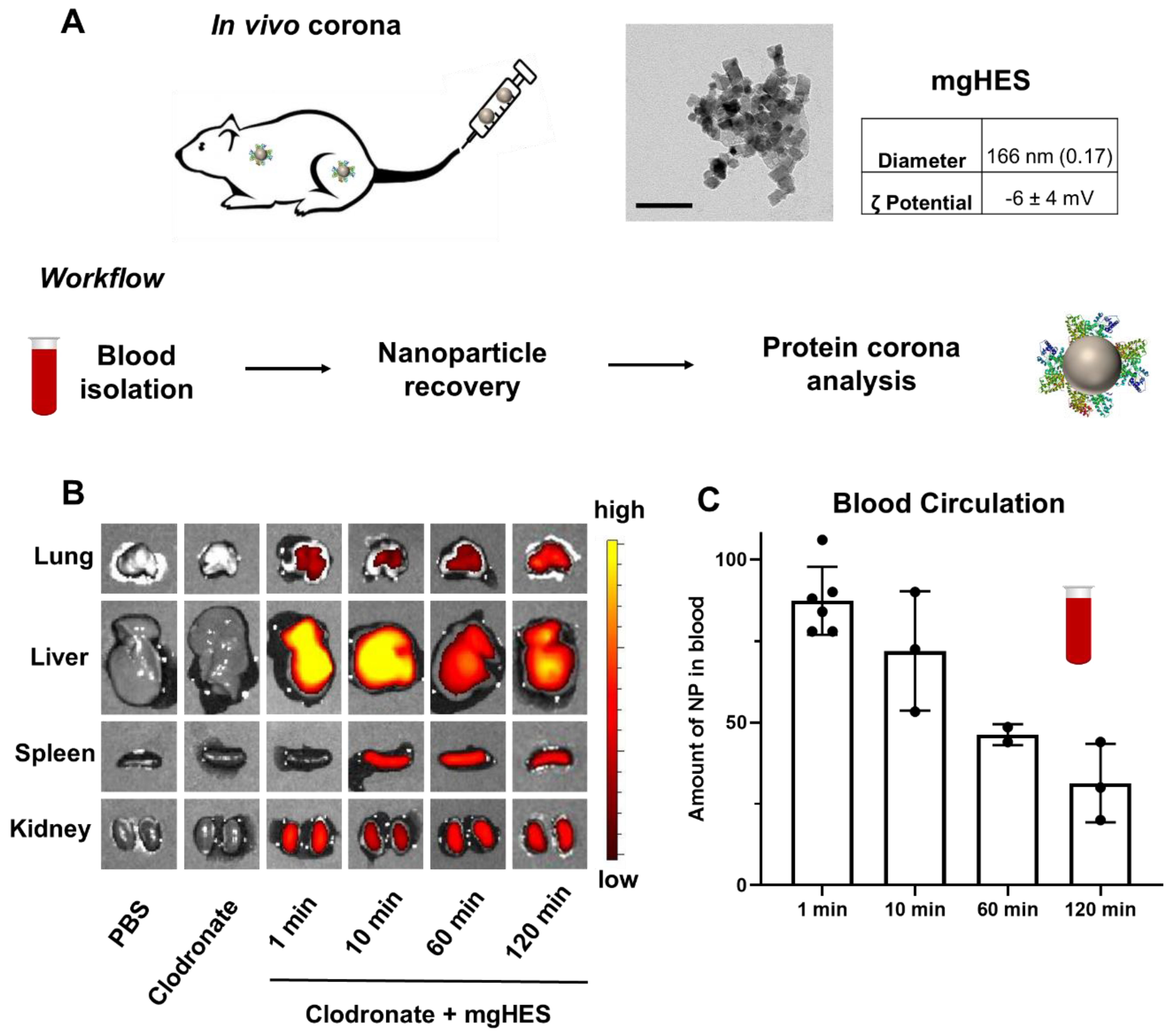 Cells 10 00132 g001 Cells 10 00132 g001