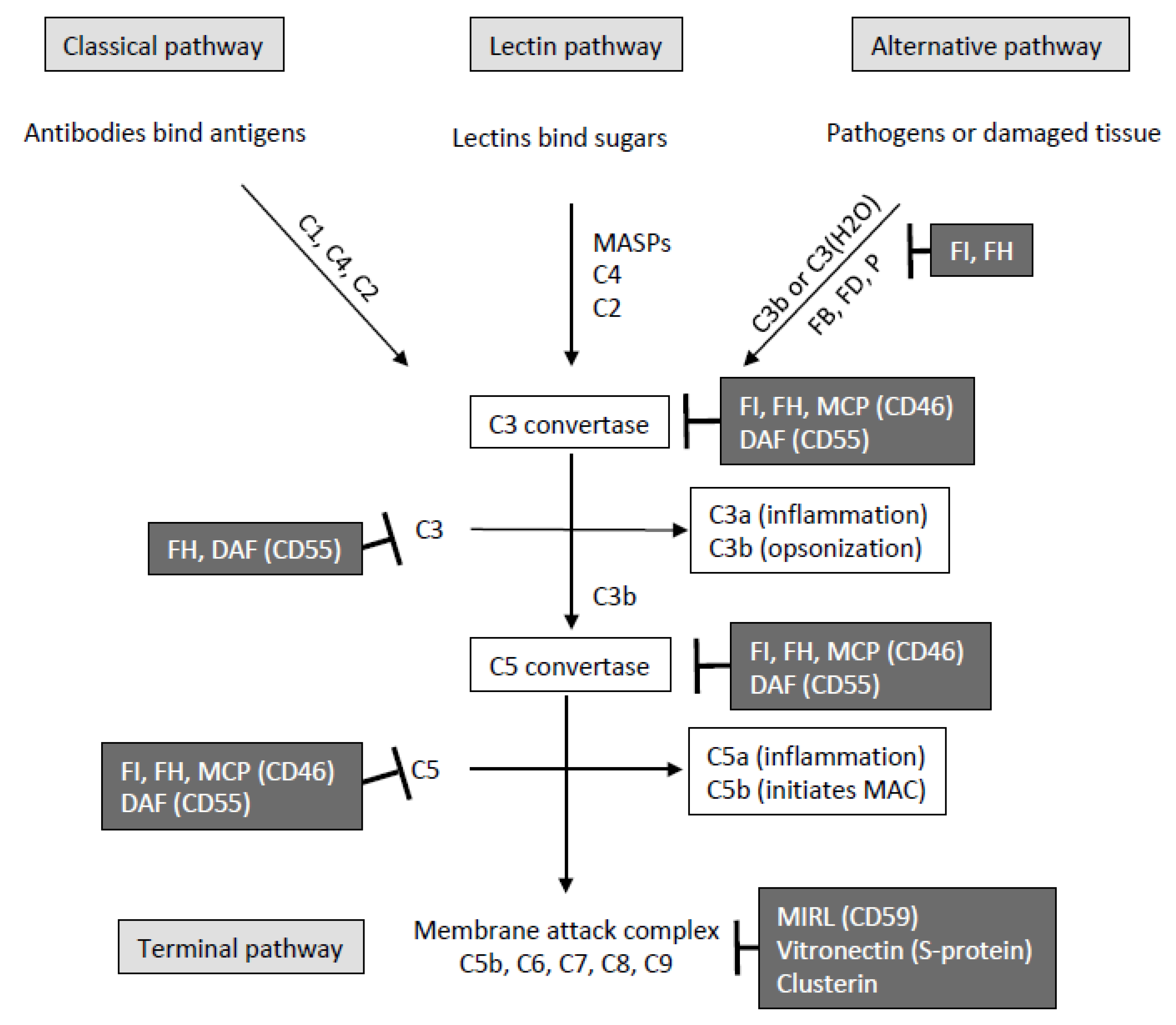 Cells 10 00148 g001 Cells 10 00148 g001