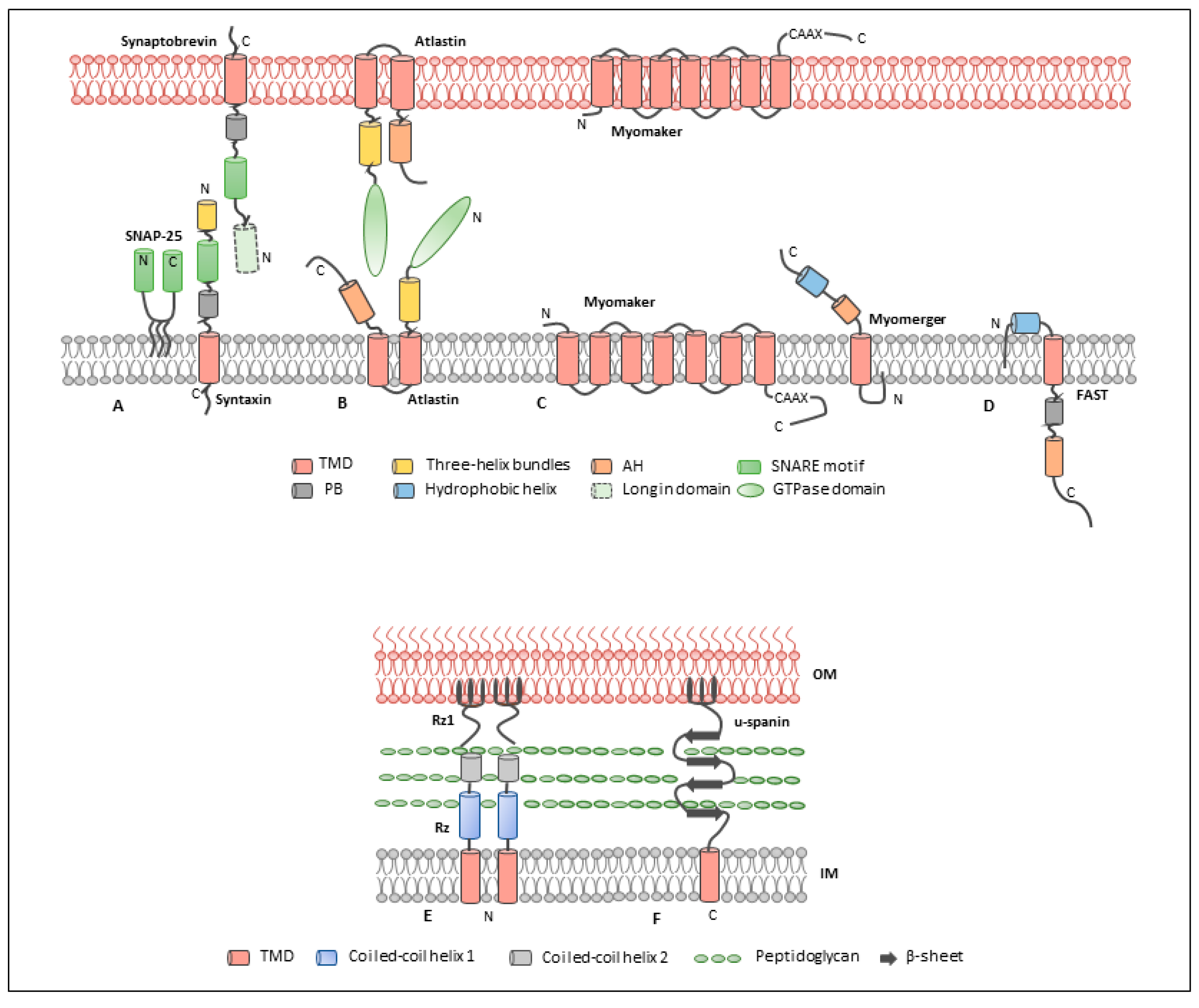 Cells 10 00160 g001 Cells 10 00160 g001
