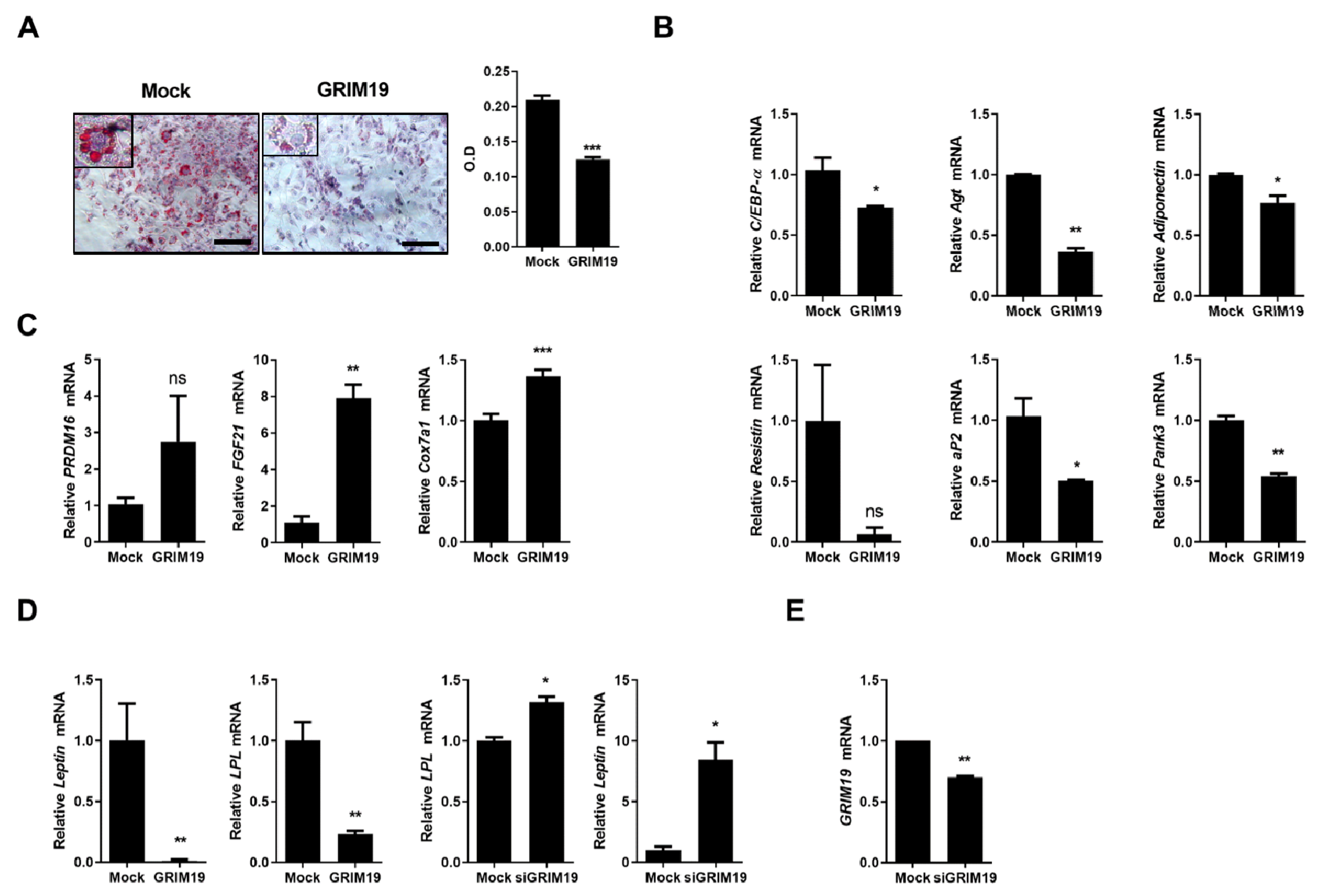 Cells 10 00162 g001 Cells 10 00162 g001