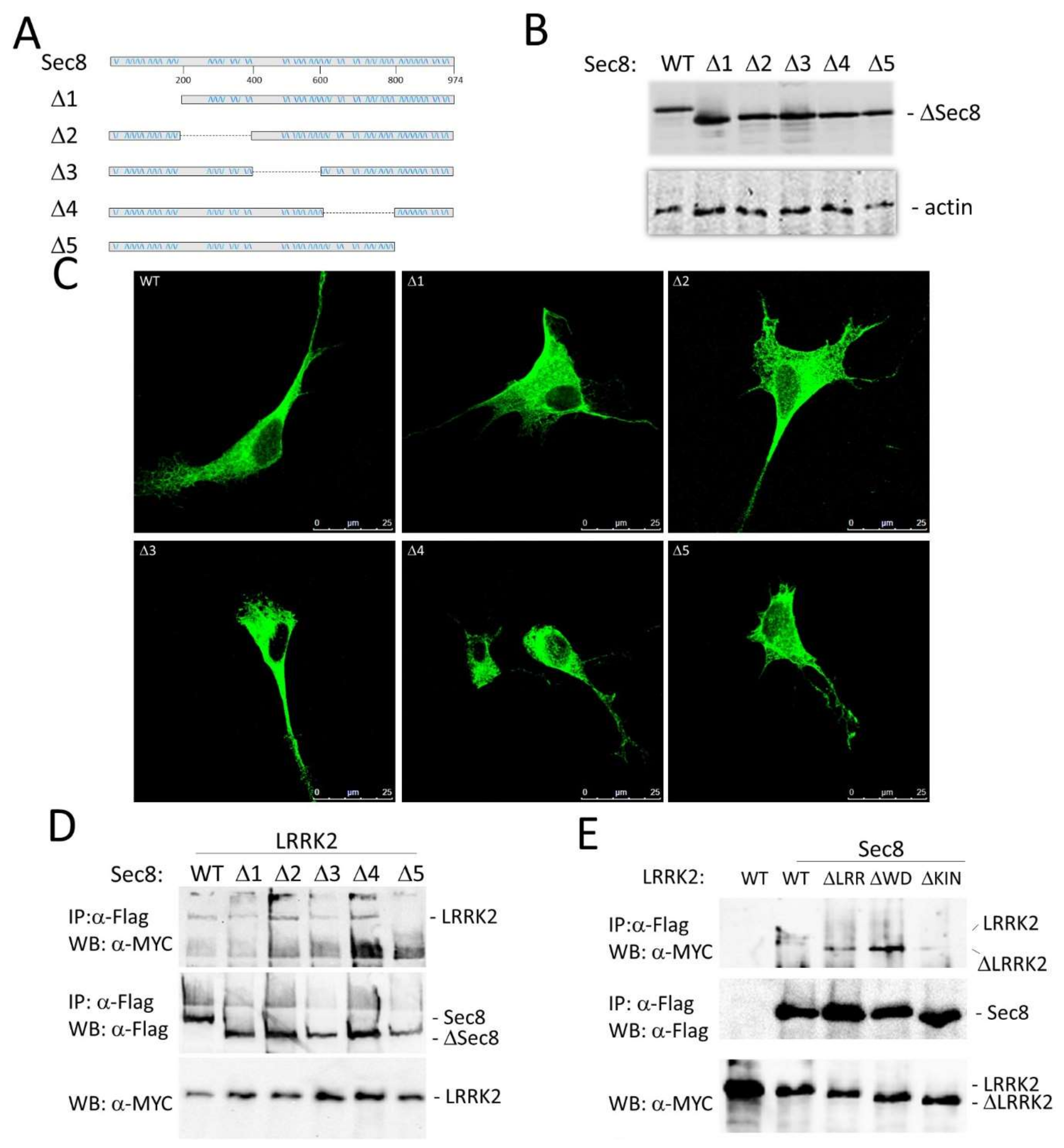 Cells 10 00203 g002 Cells 10 00203 g002
