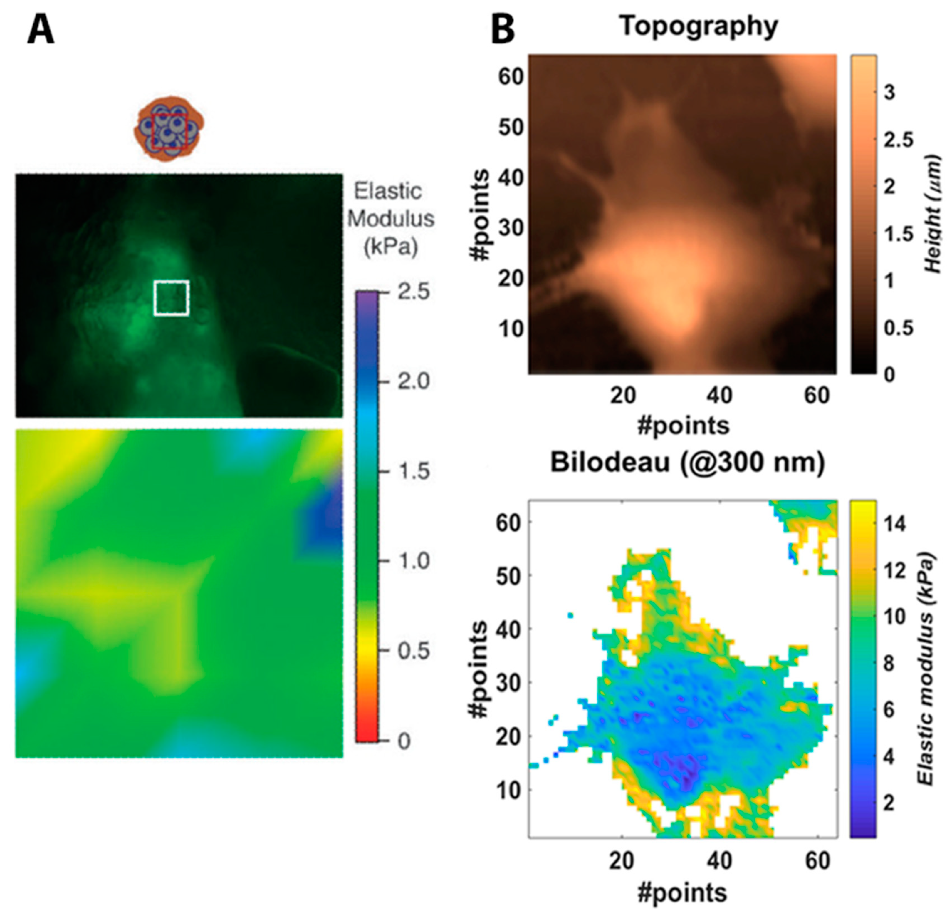 Cells 10 00219 g006 Cells 10 00219 g006