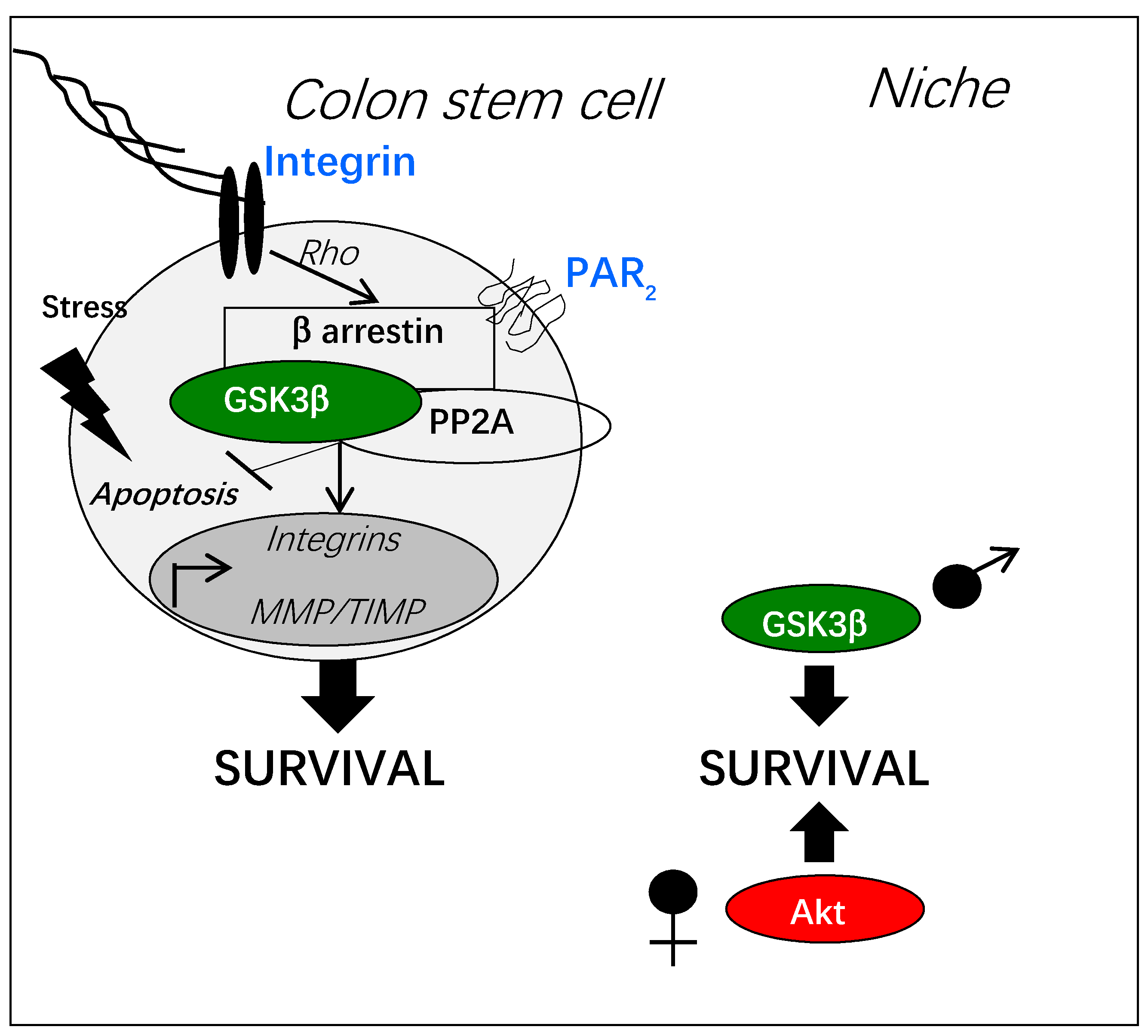 Cells 10 00225 g004