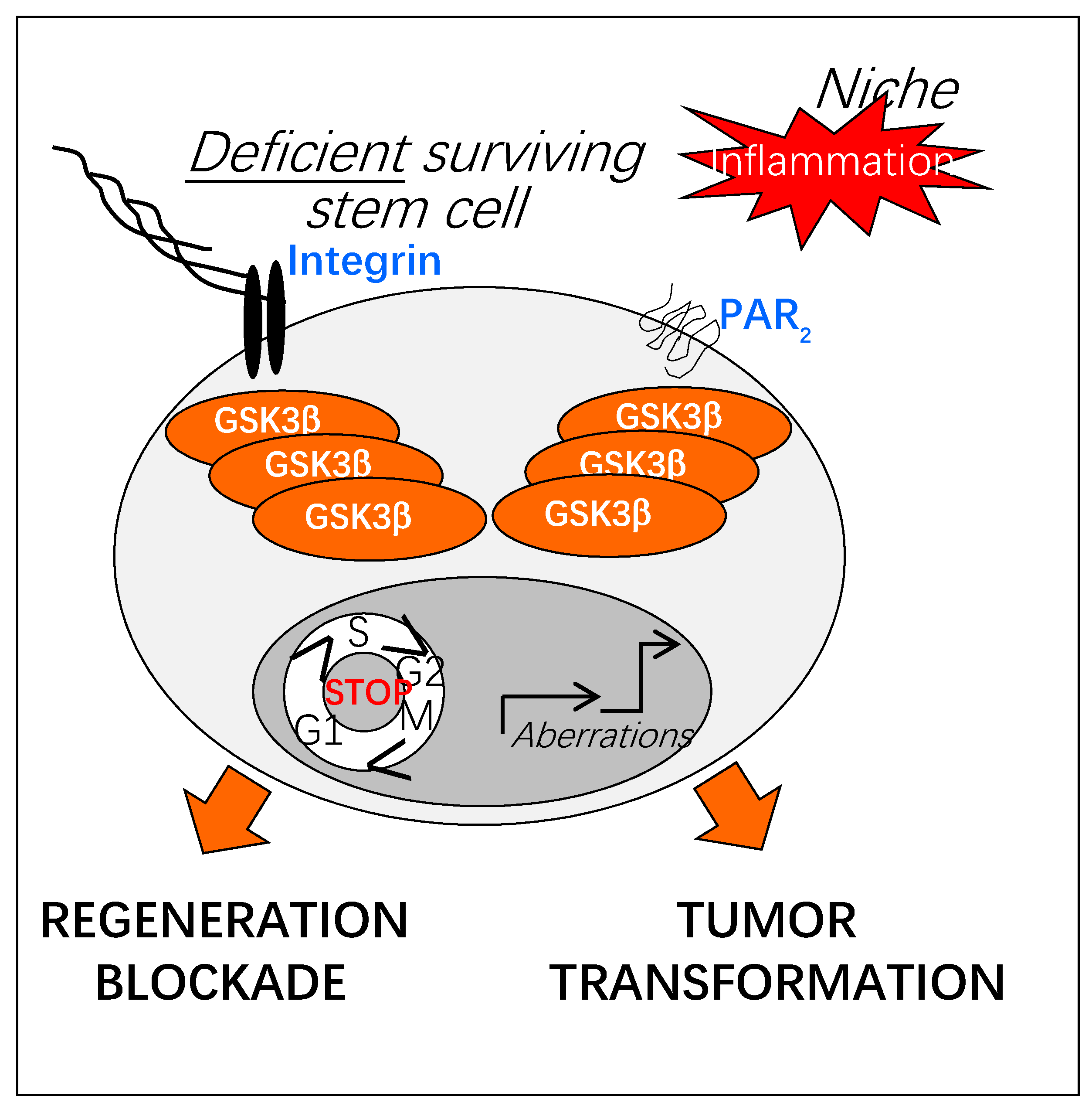 Cells 10 00225 g005