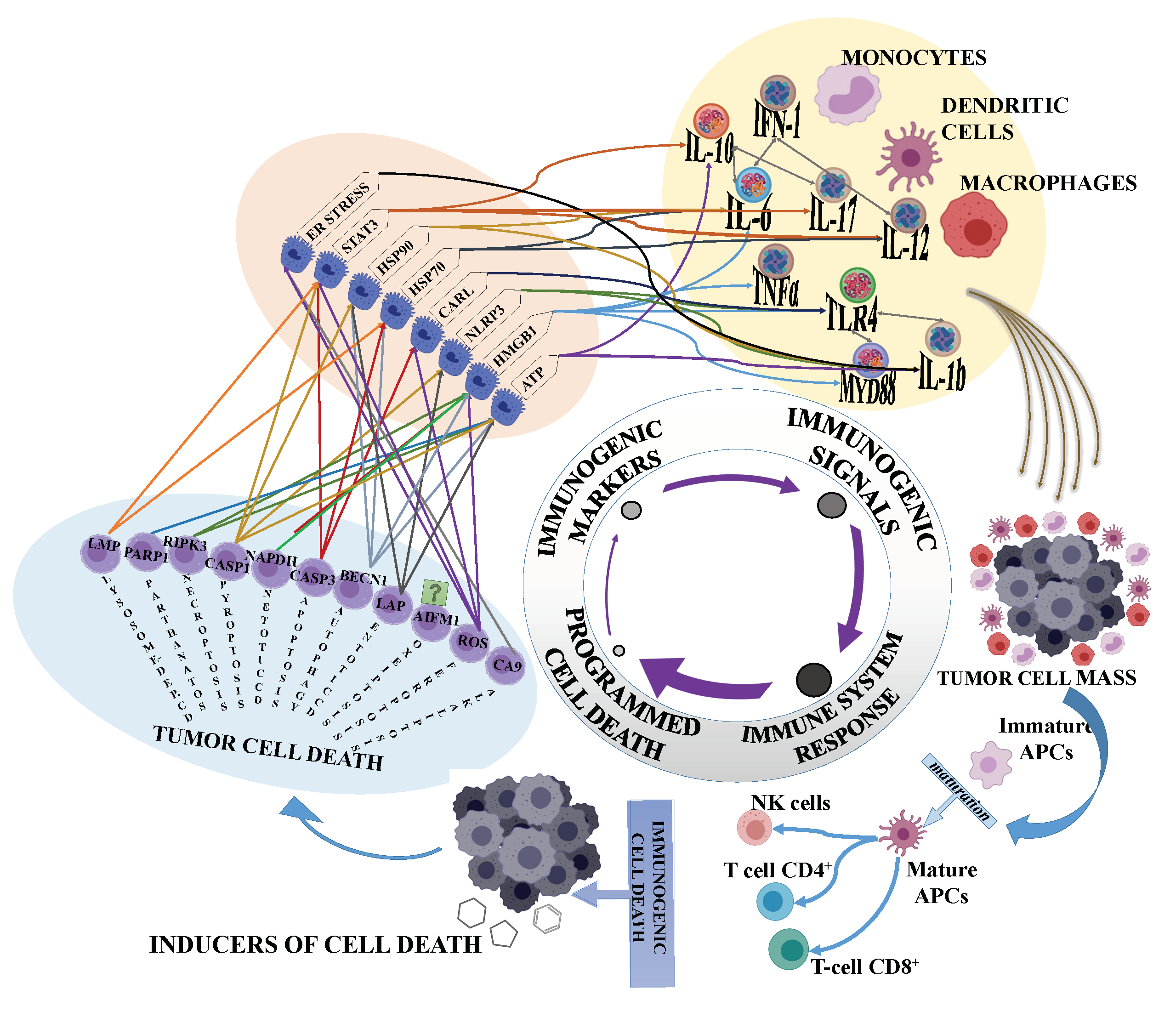 Cells 10 00231 g001 Cells 10 00231 g001