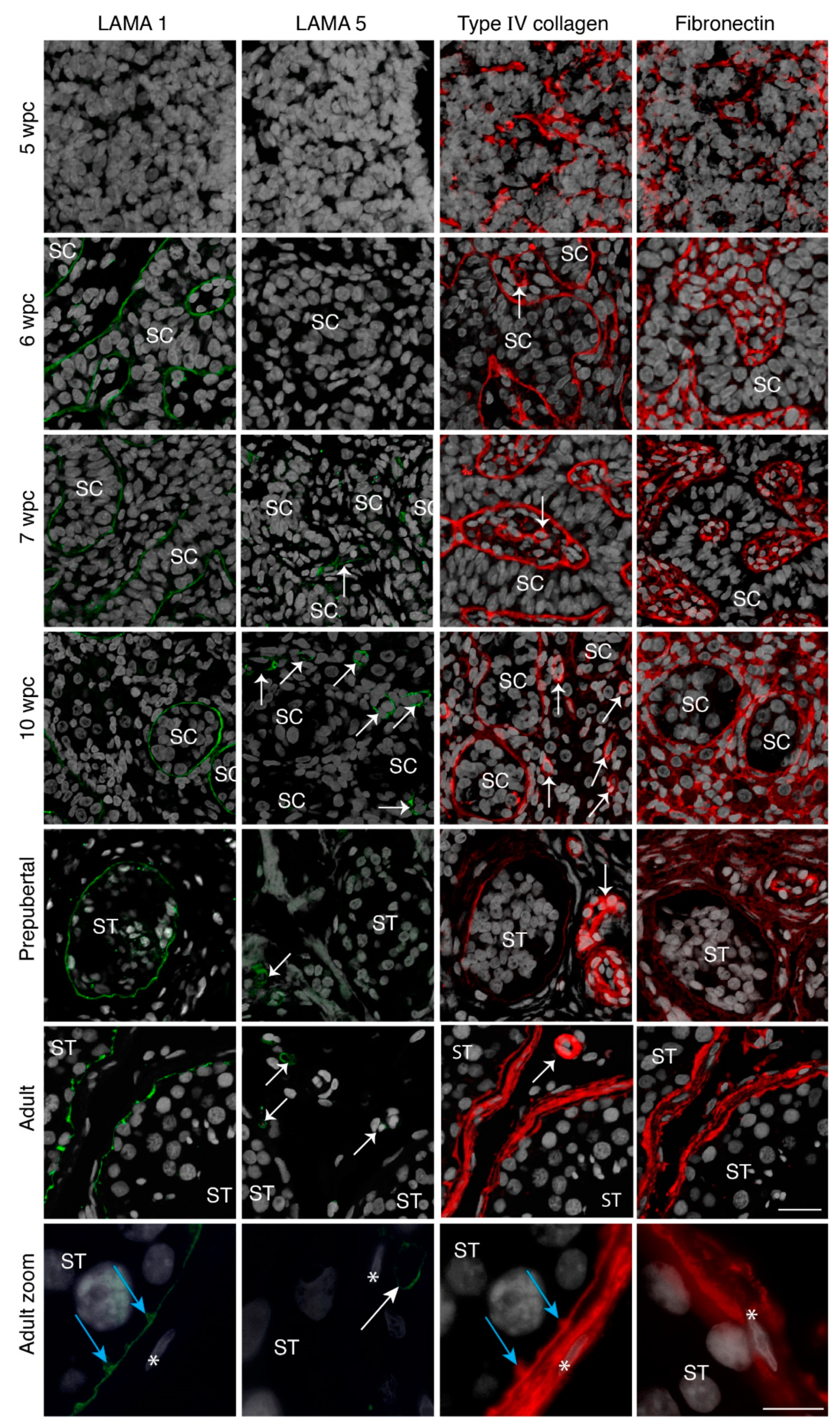 Cells 10 00241 g001 Cells 10 00241 g001