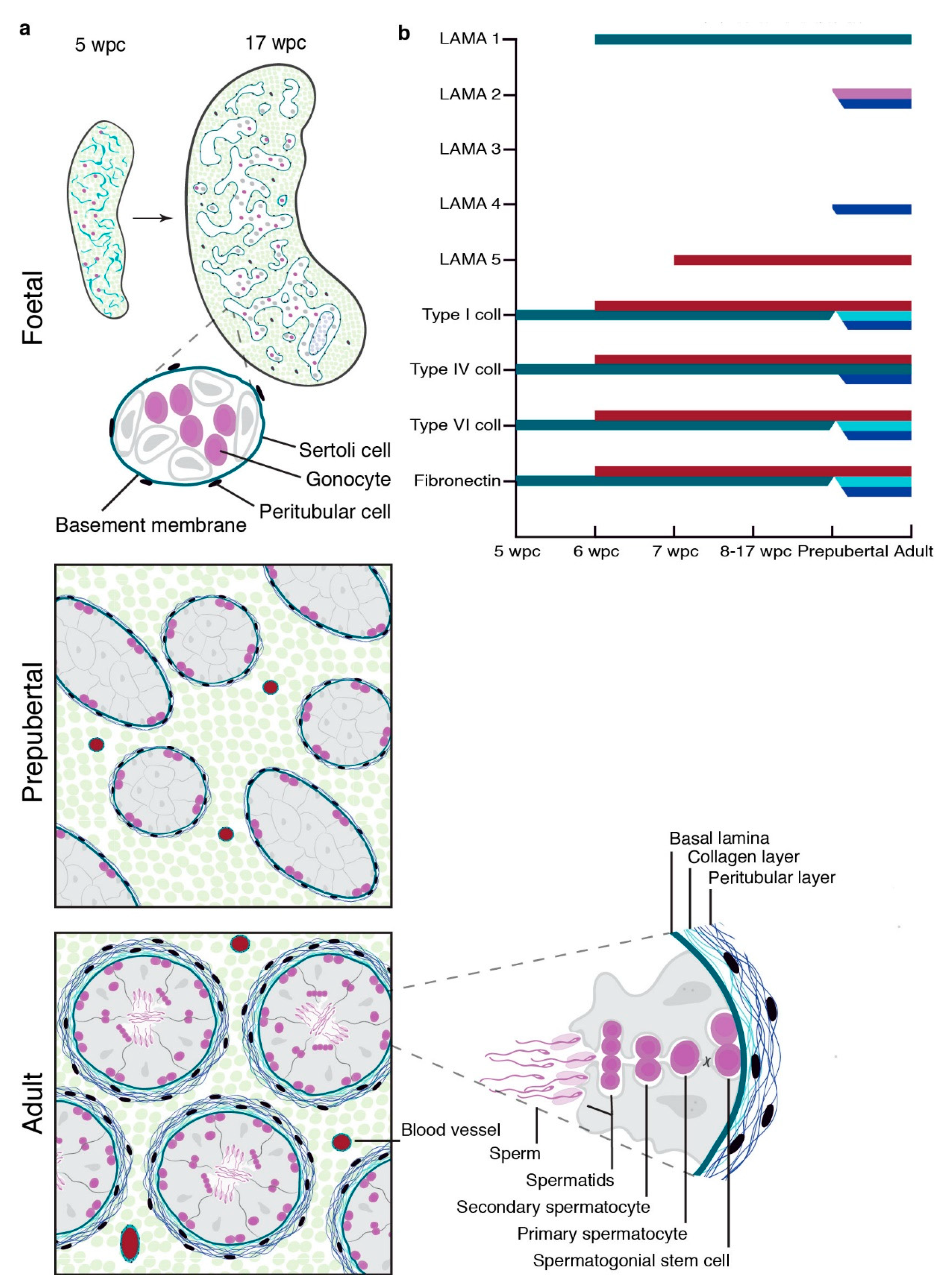 Cells 10 00241 g005 Cells 10 00241 g005