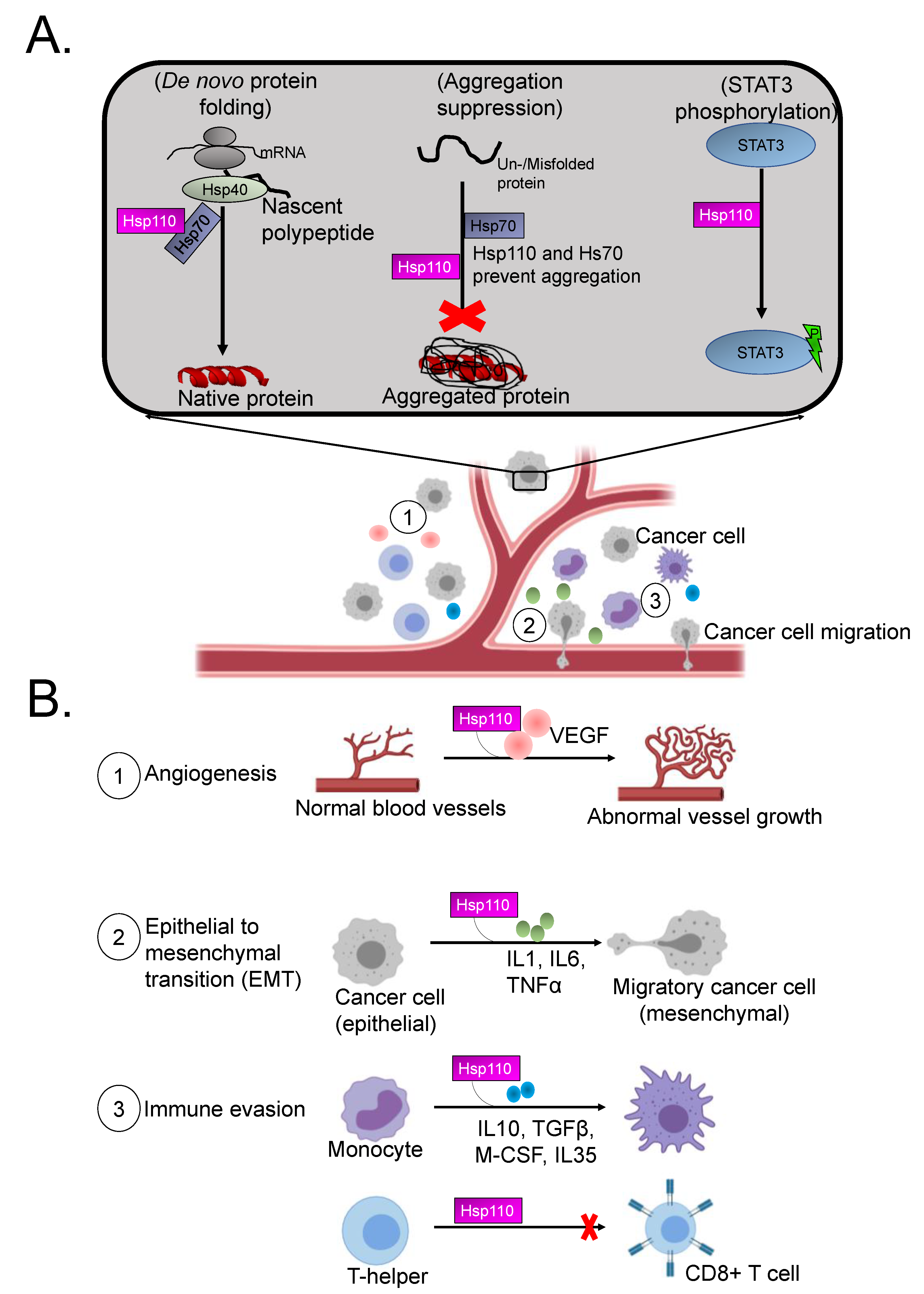 Cells 10 00254 g003 Cells 10 00254 g003