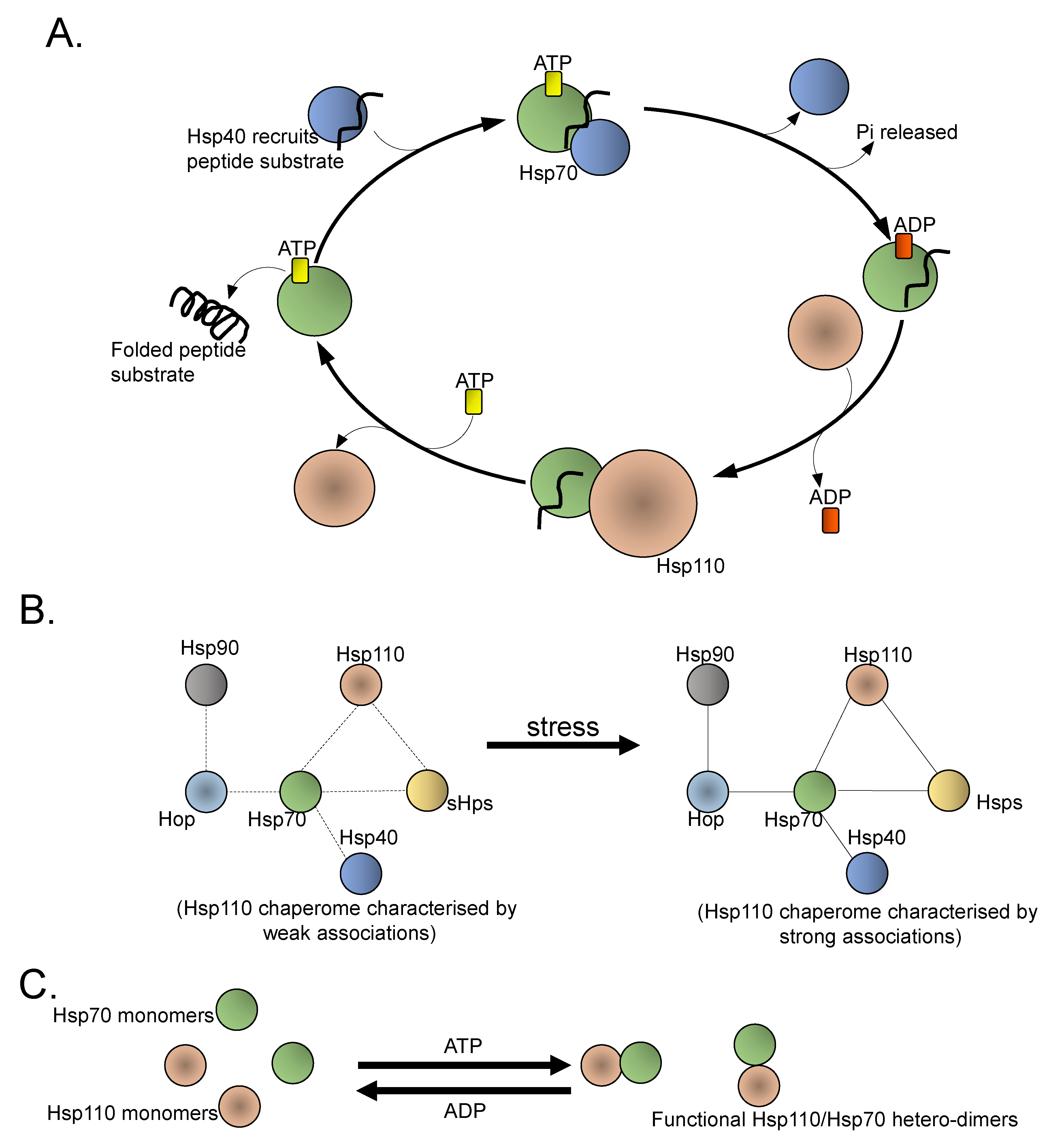 Cells 10 00254 g005 Cells 10 00254 g005