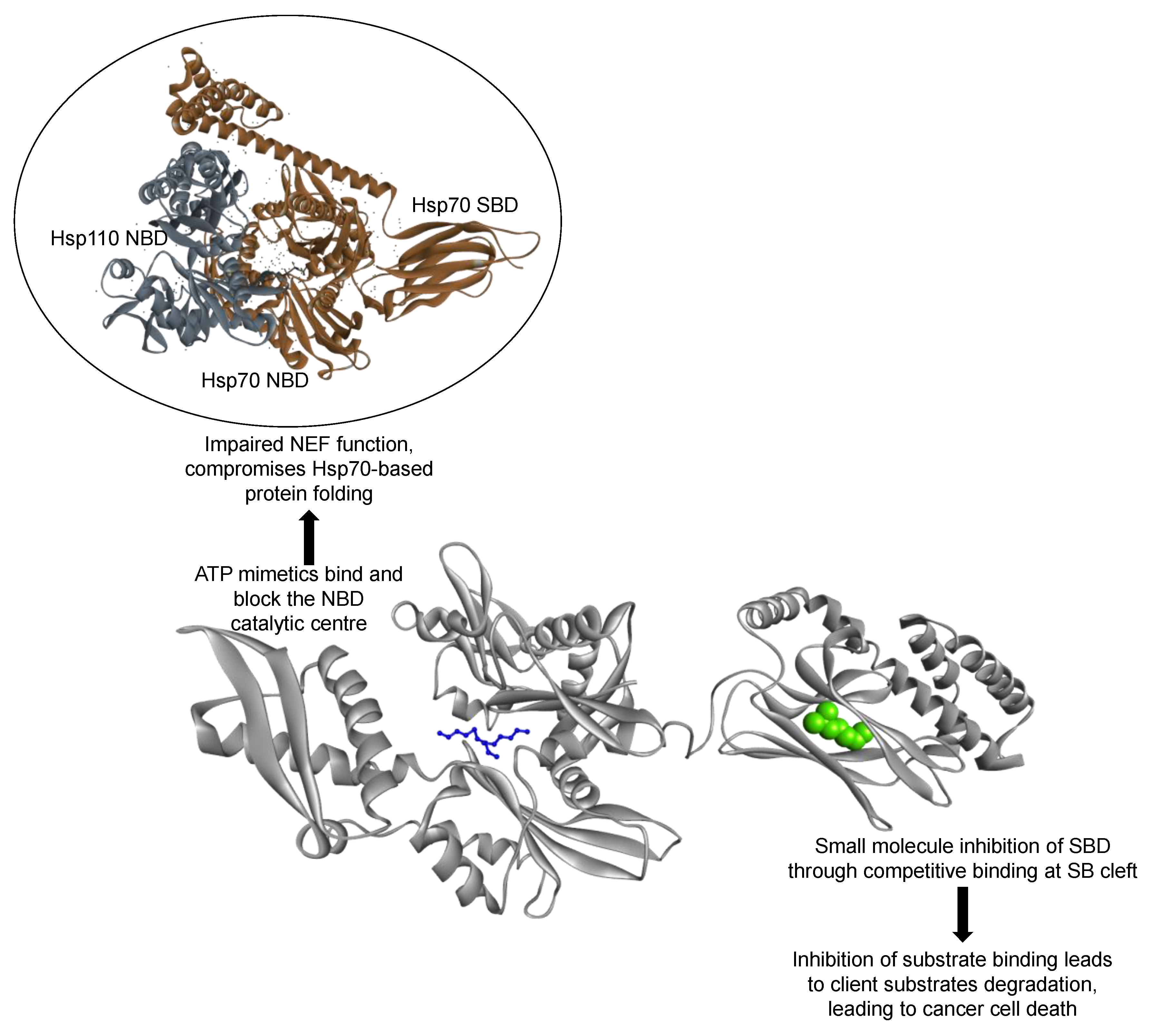 Cells 10 00254 g006 Cells 10 00254 g006