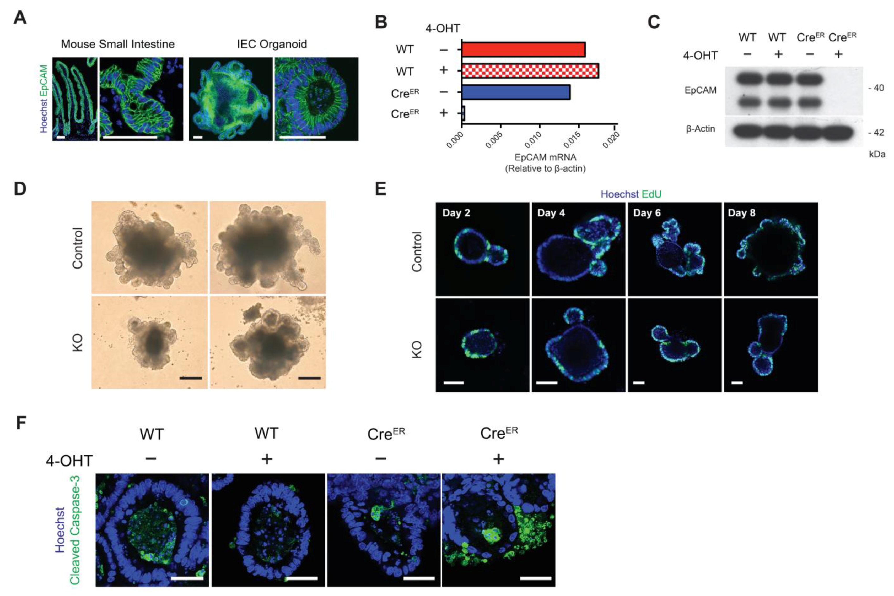 Cells 10 00256 g001 Cells 10 00256 g001