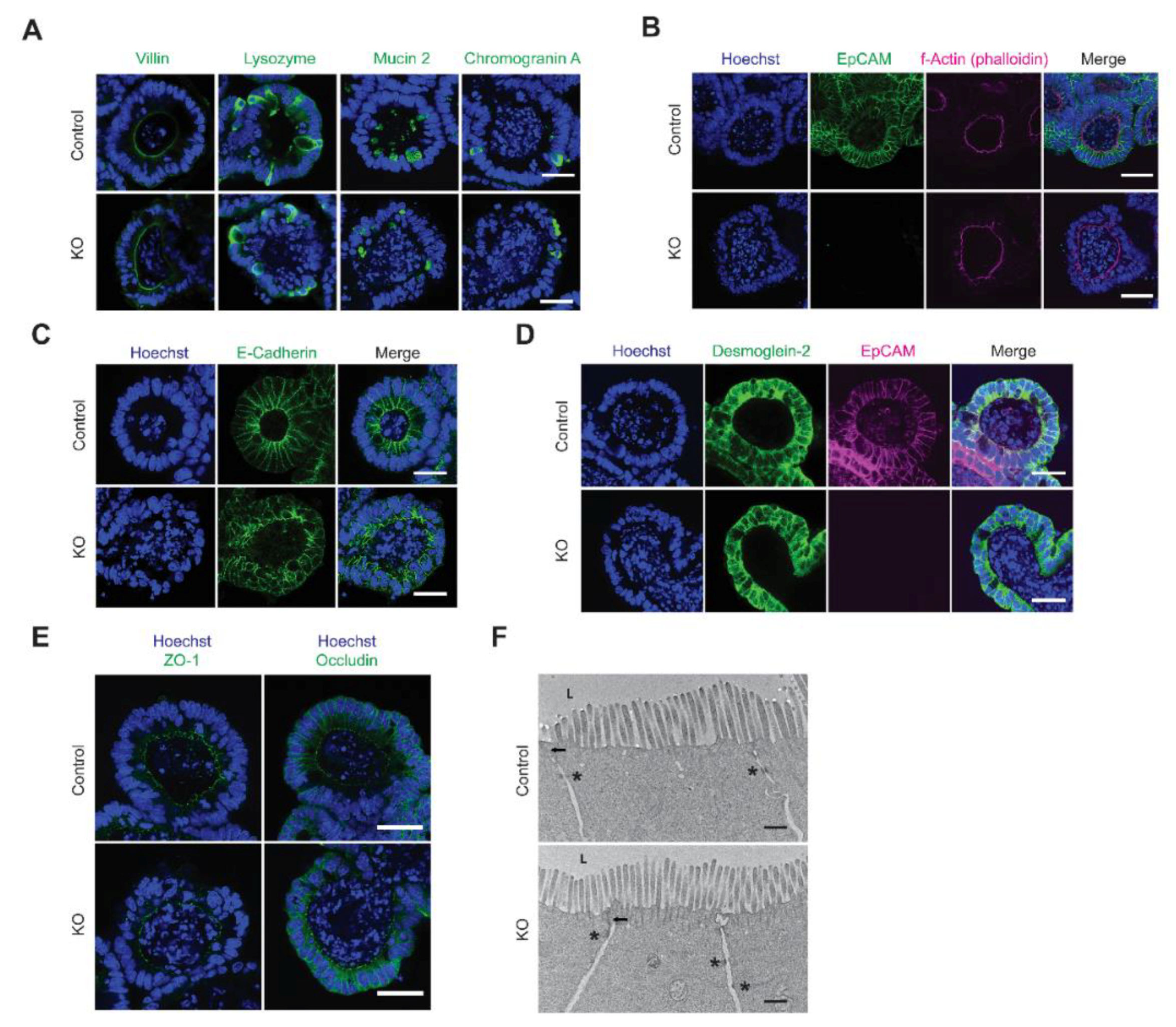 Cells 10 00256 g002 Cells 10 00256 g002