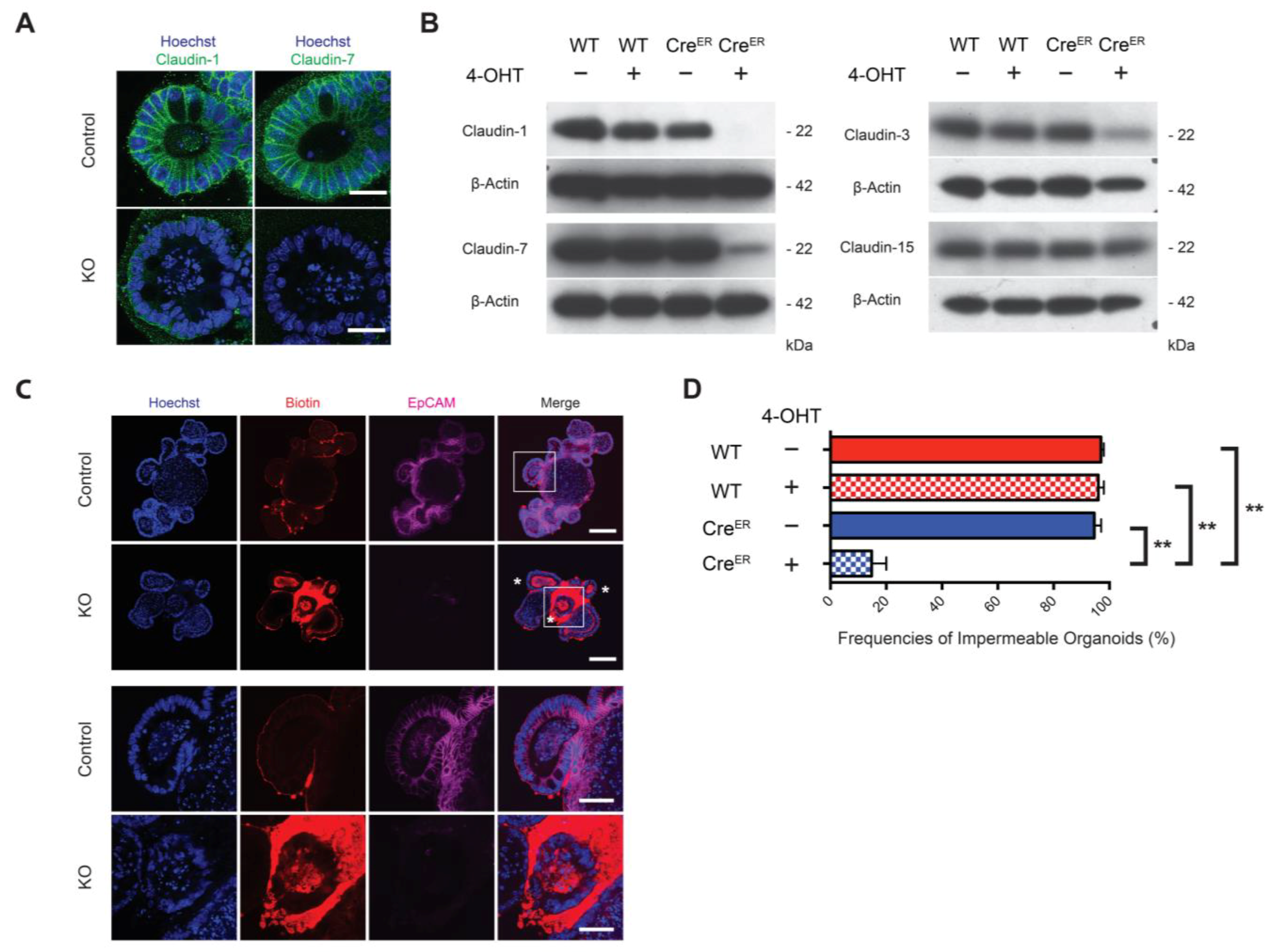 Cells 10 00256 g003 Cells 10 00256 g003