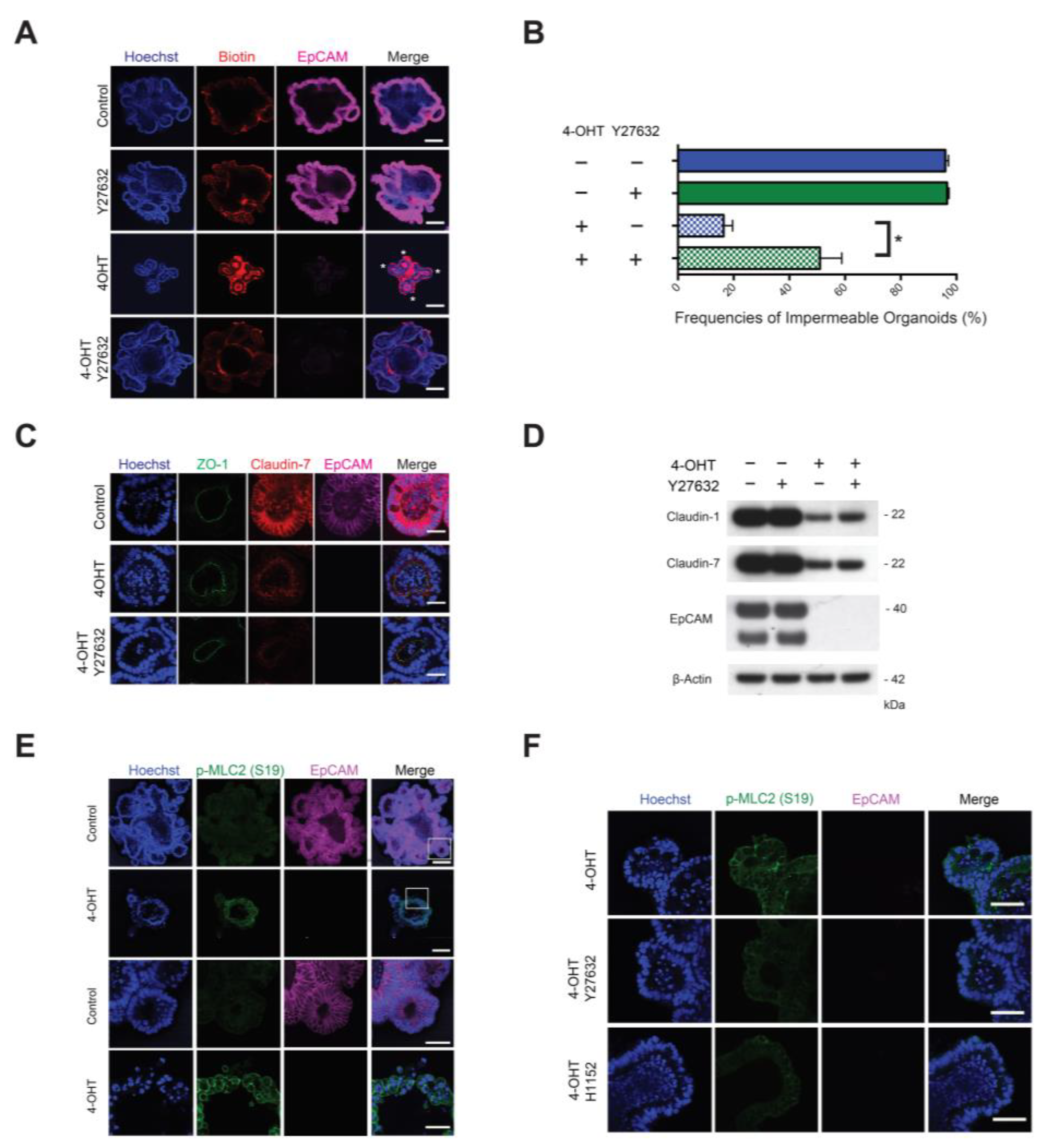 Cells 10 00256 g004 Cells 10 00256 g004
