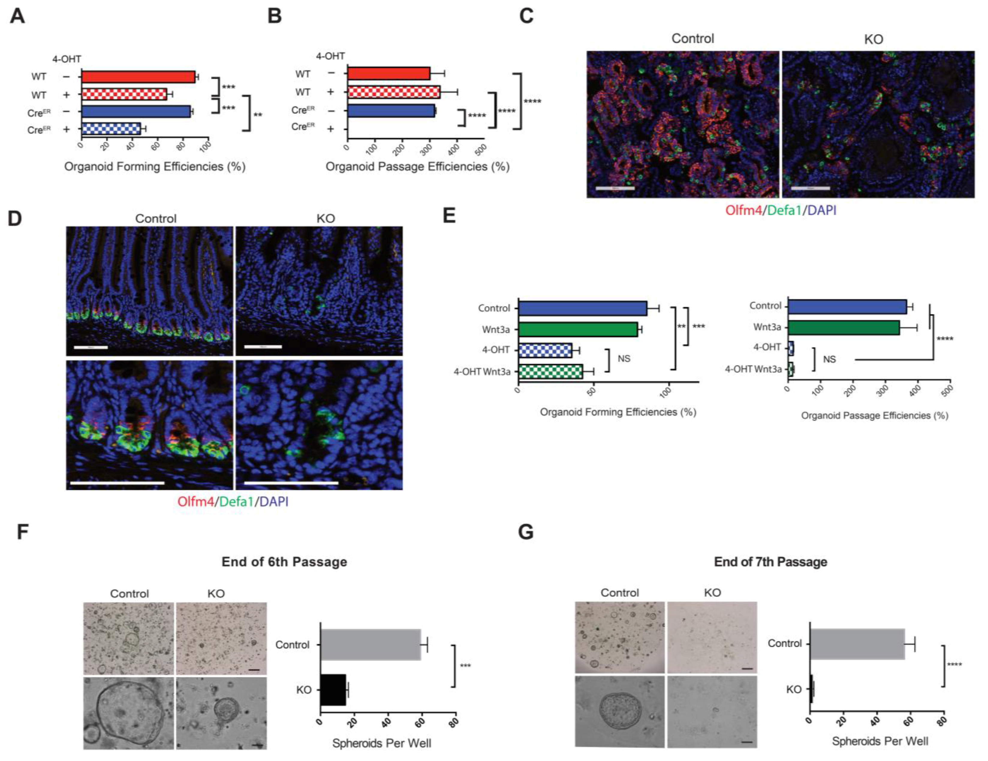 Cells 10 00256 g005 Cells 10 00256 g005