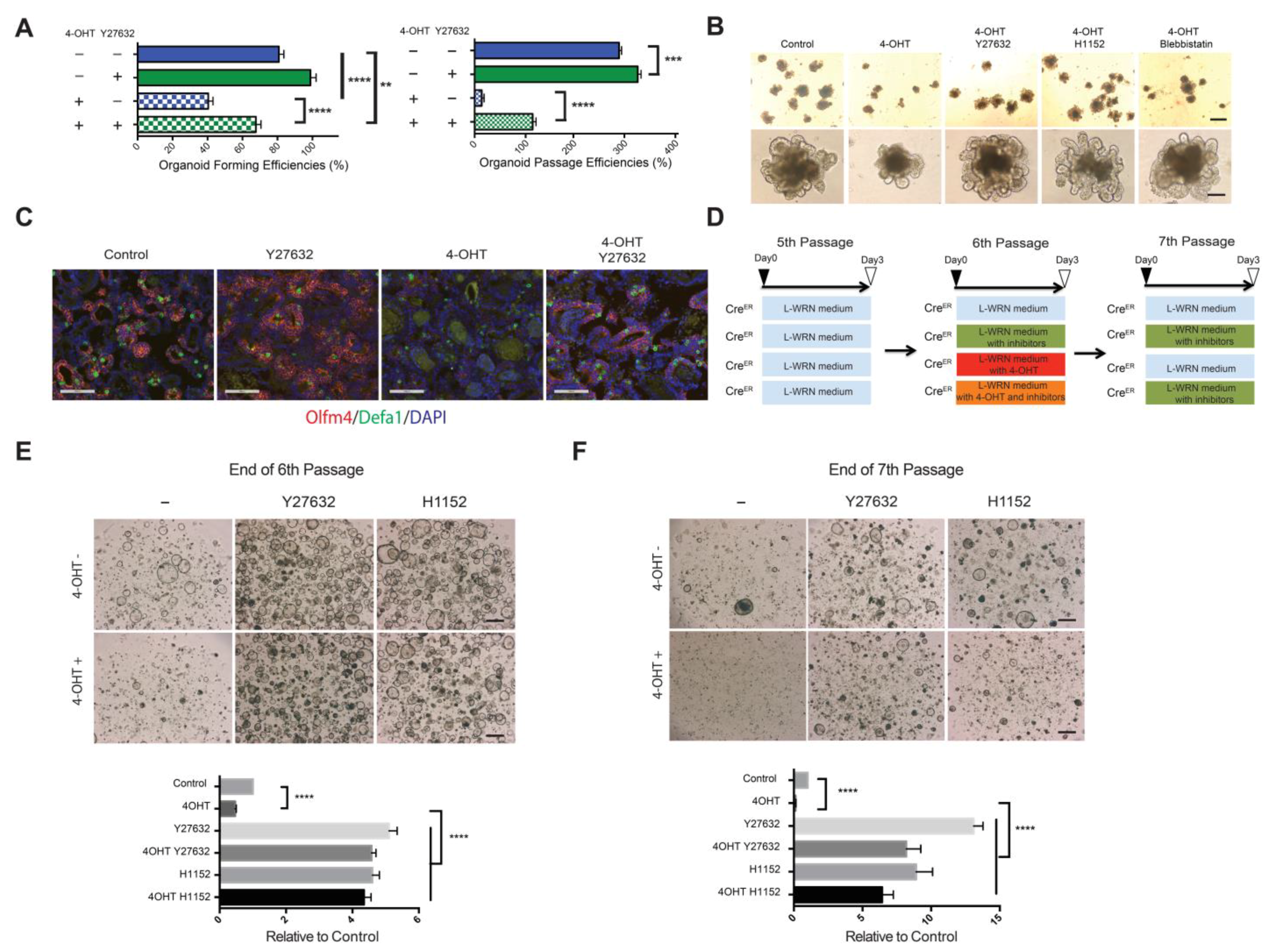 EpCAM (CD326) Regulates Intestinal Epithelial Integrity and Stem Cells ...