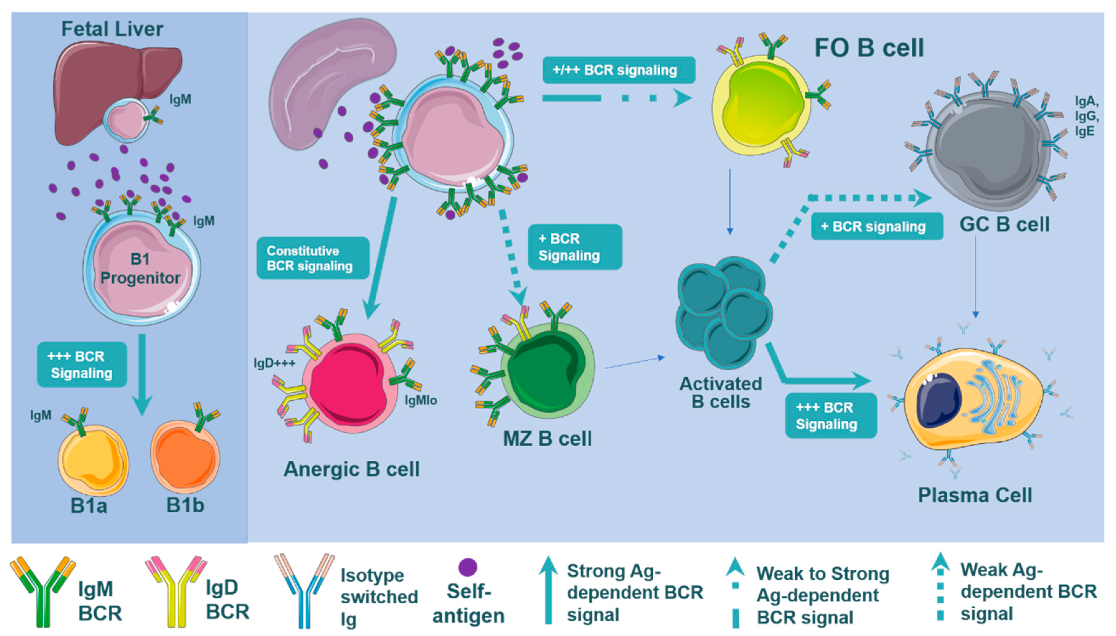 Cells 10 00270 g001 Cells 10 00270 g001
