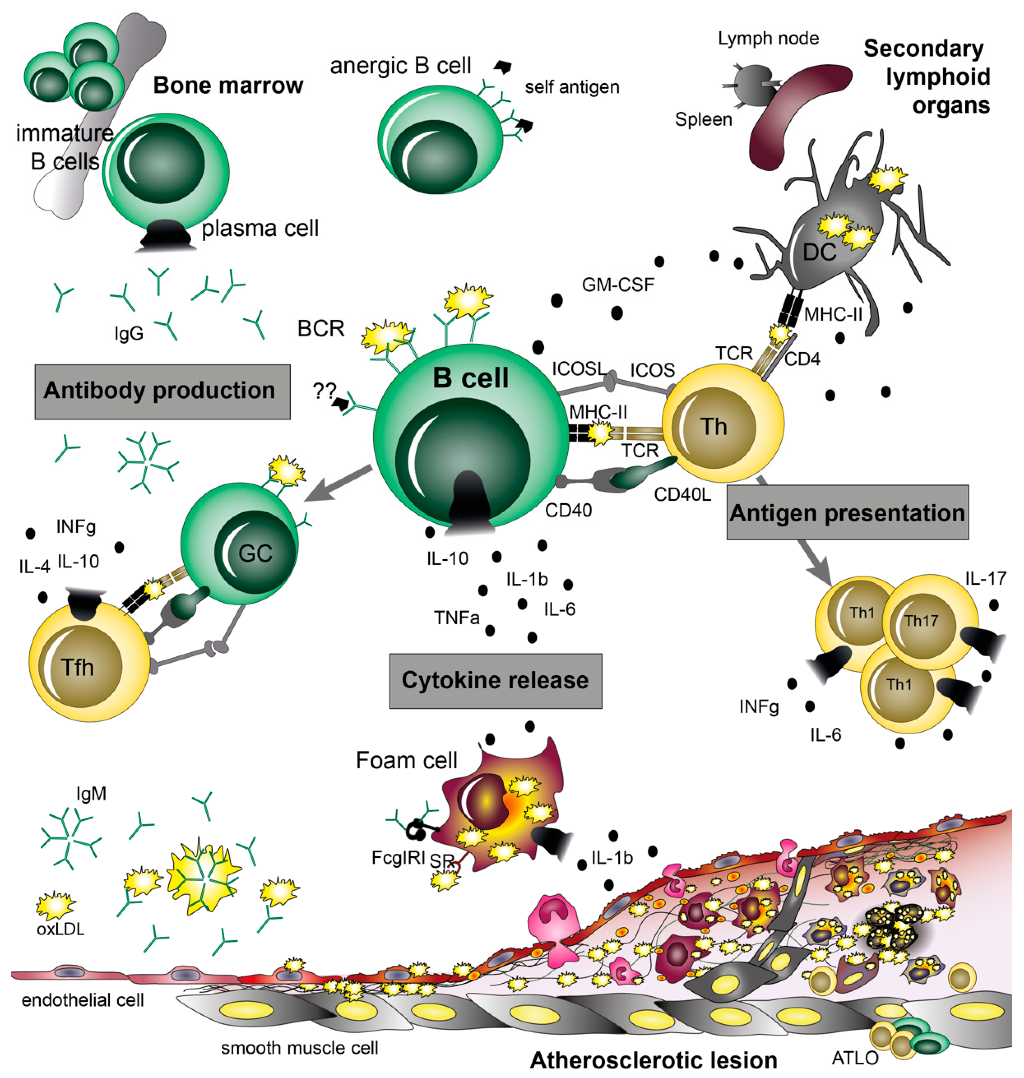 Cells 10 00270 g003 Cells 10 00270 g003