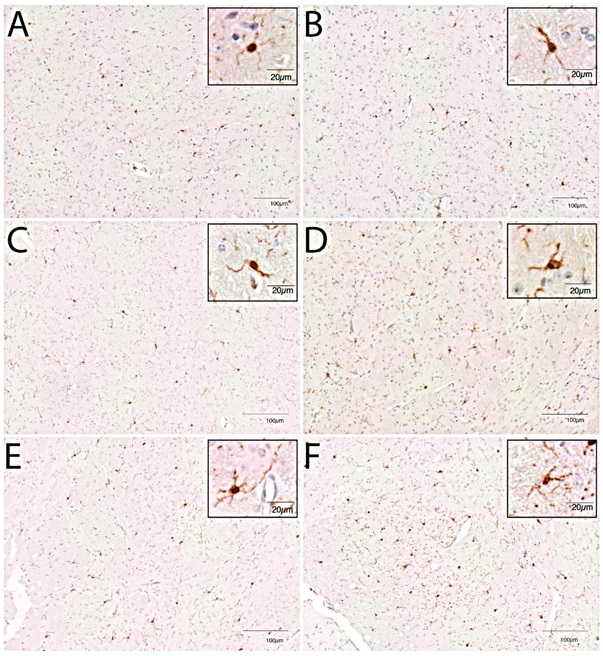 Cells 10 00279 g003 Cells 10 00279 g003