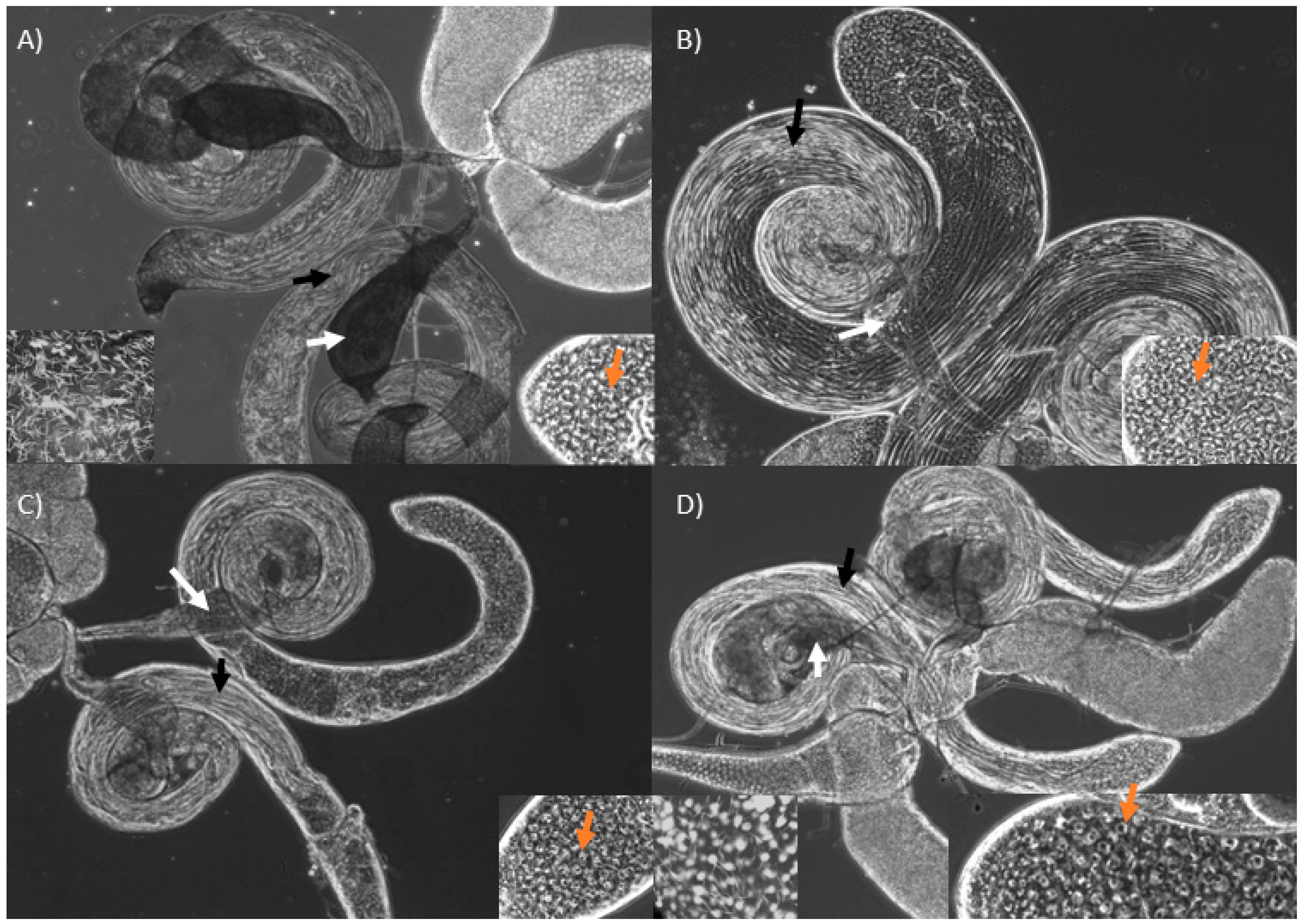 Cells 10 00289 g002 Cells 10 00289 g002