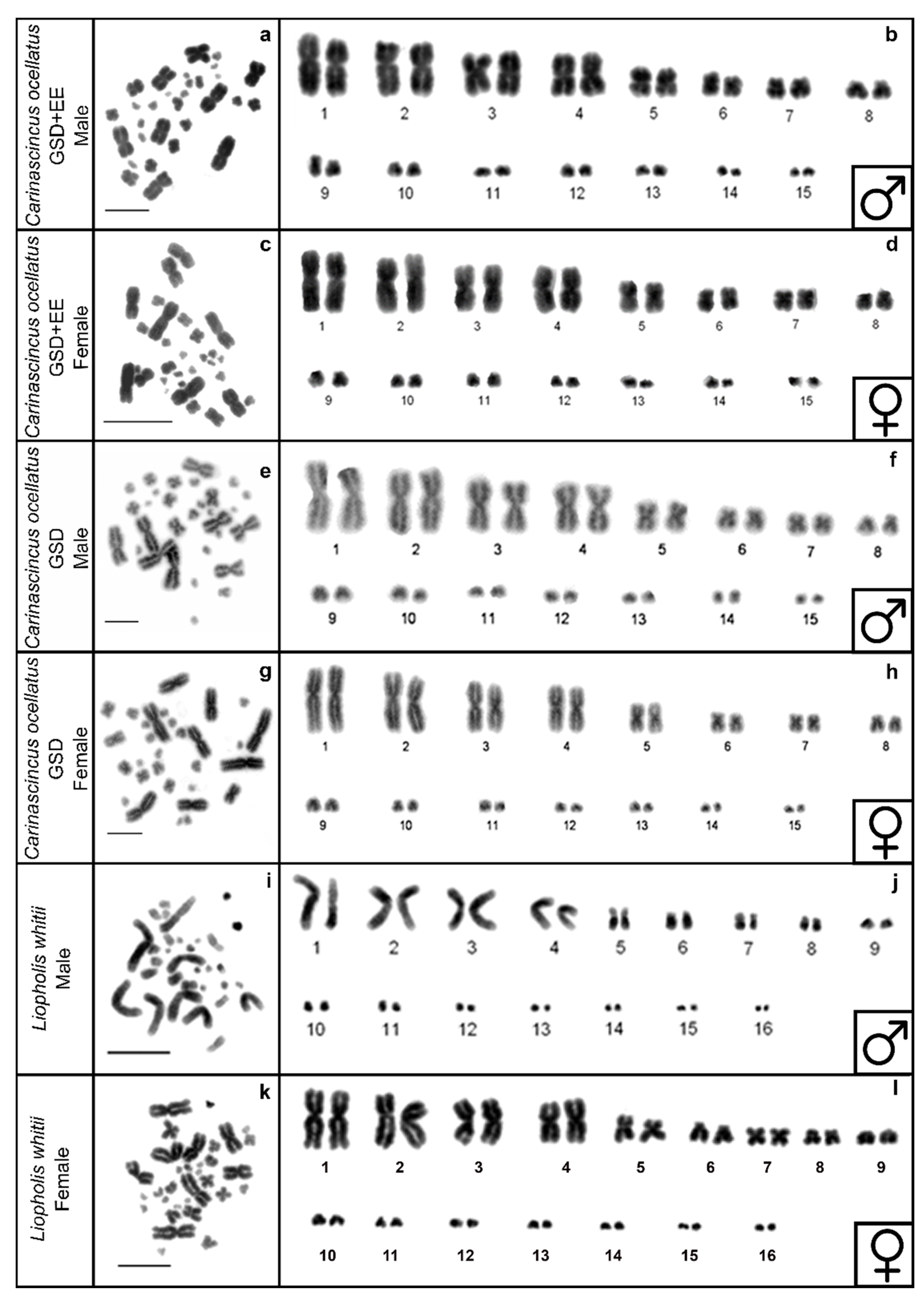 Cells 10 00291 g003 Cells 10 00291 g003
