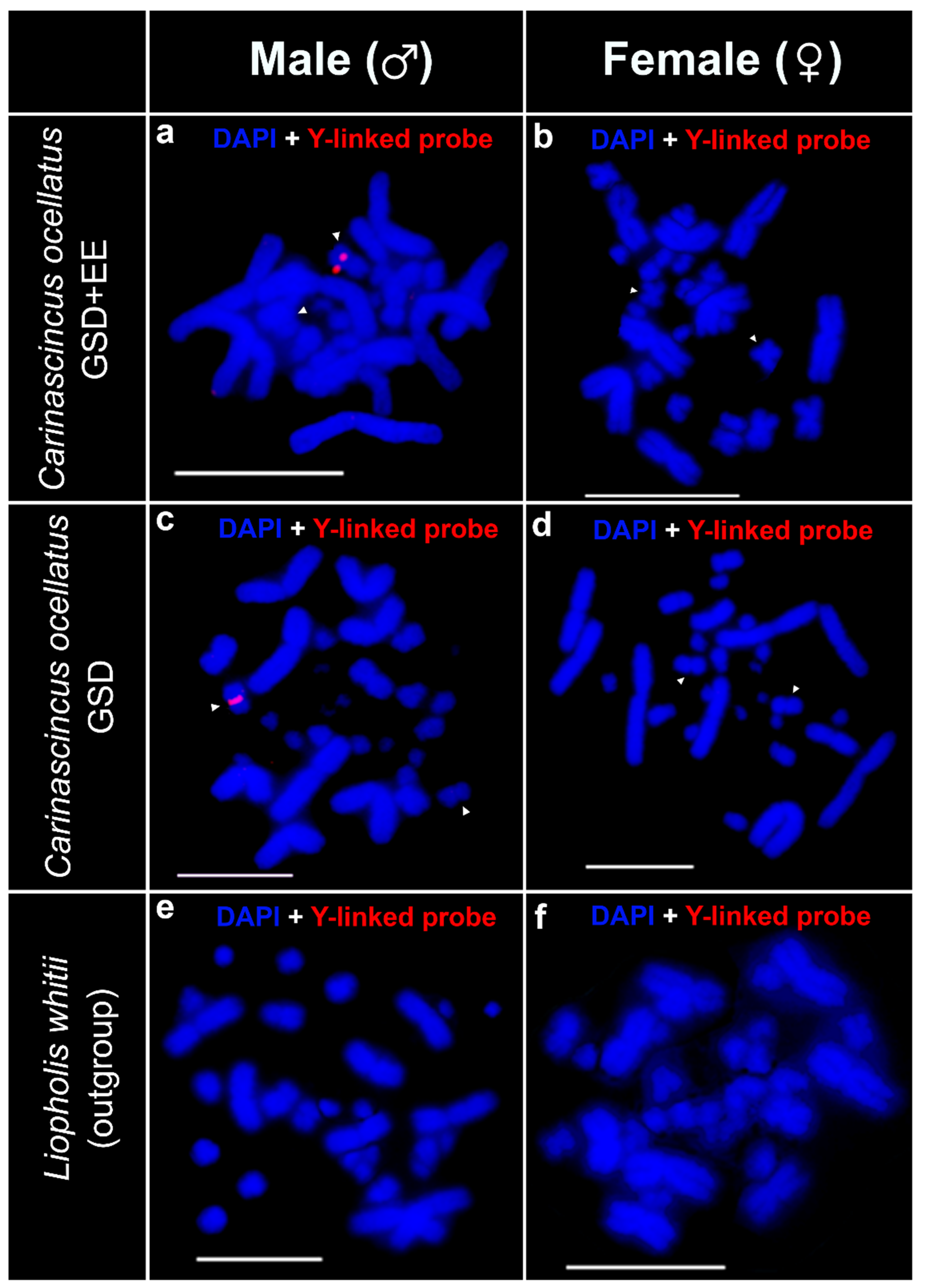 Cells 10 00291 g004 Cells 10 00291 g004