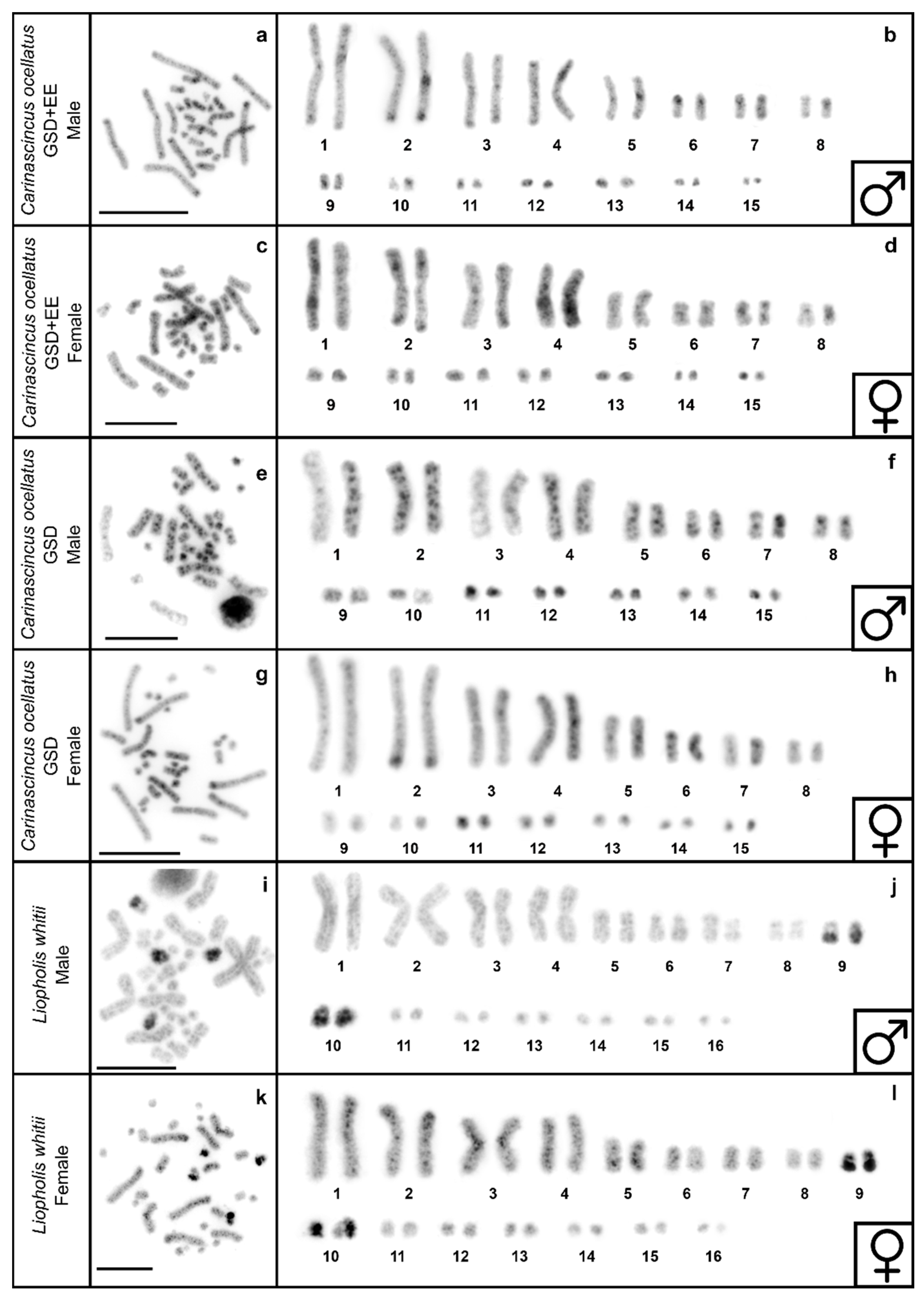 Cells 10 00291 g005 Cells 10 00291 g005