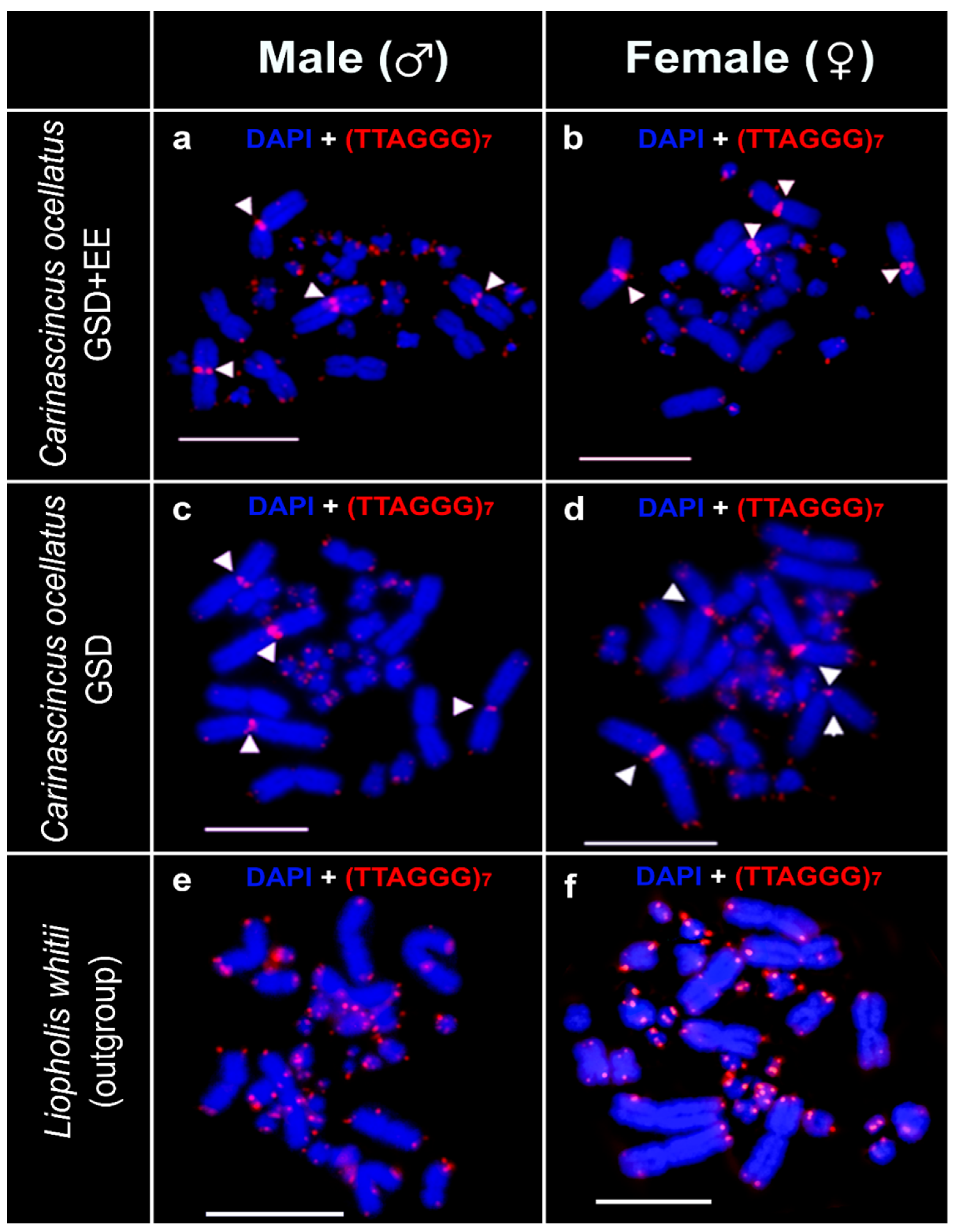 Cells 10 00291 g006 Cells 10 00291 g006