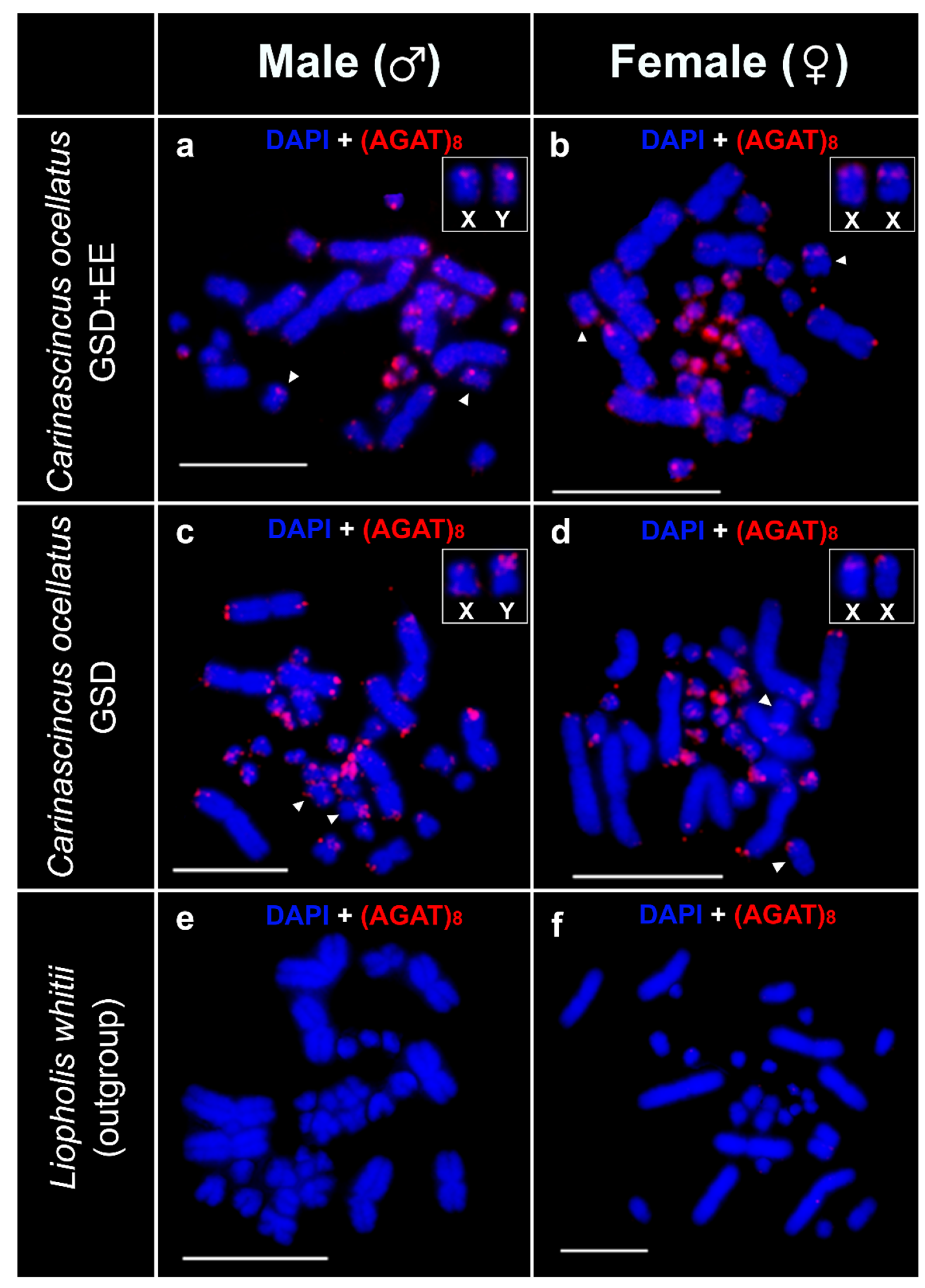 Cells 10 00291 g007 Cells 10 00291 g007