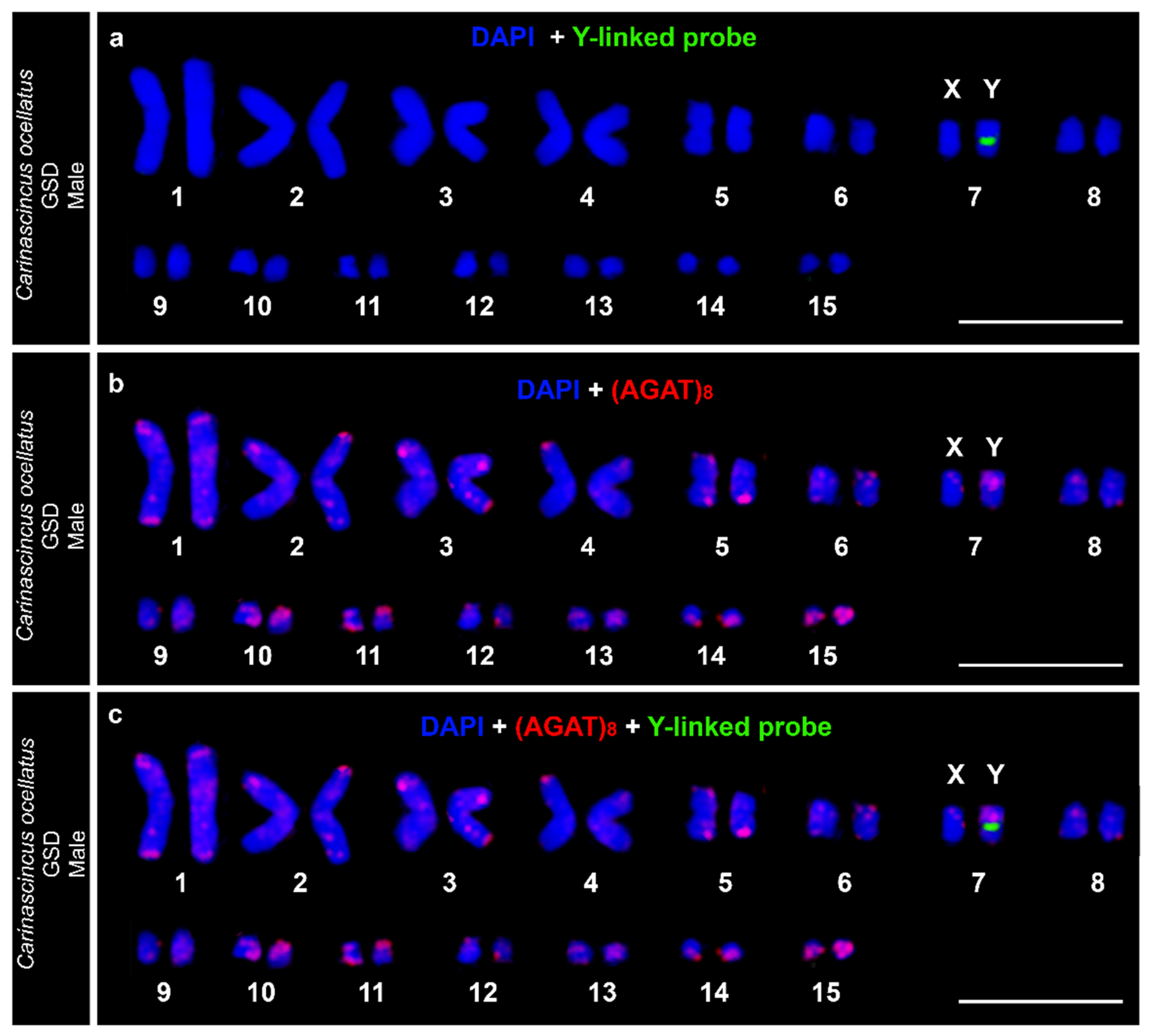 Cells 10 00291 g008 Cells 10 00291 g008