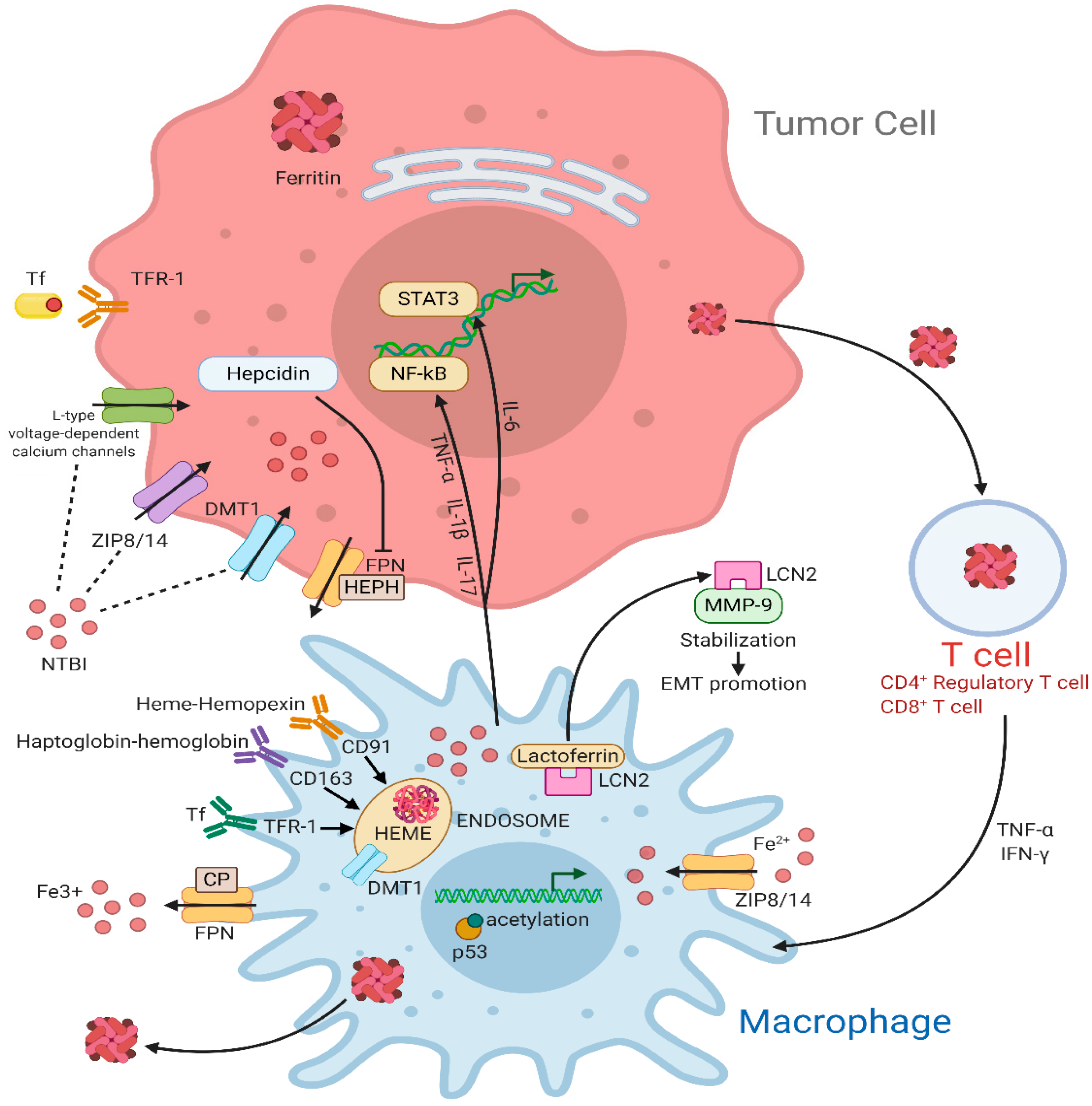 Cells 10 00303 g001 Cells 10 00303 g001