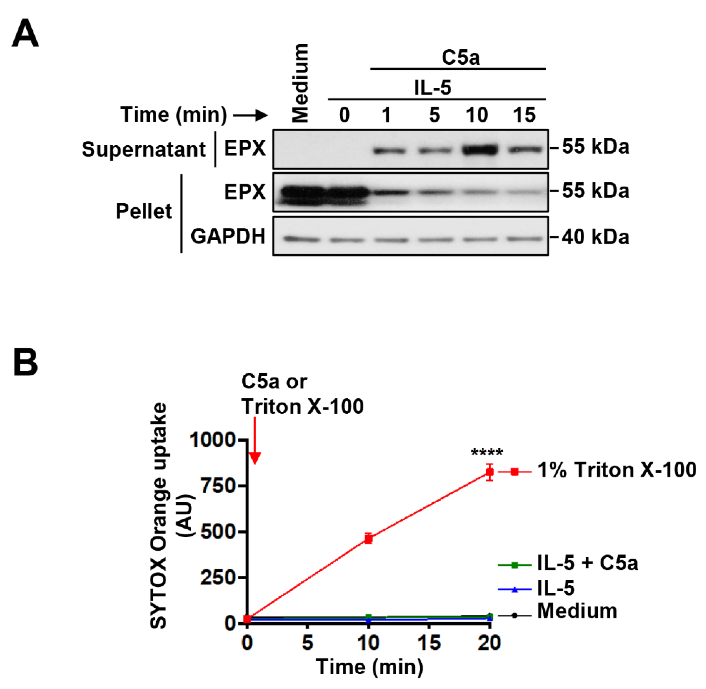 Cells 10 00306 g002 Cells 10 00306 g002